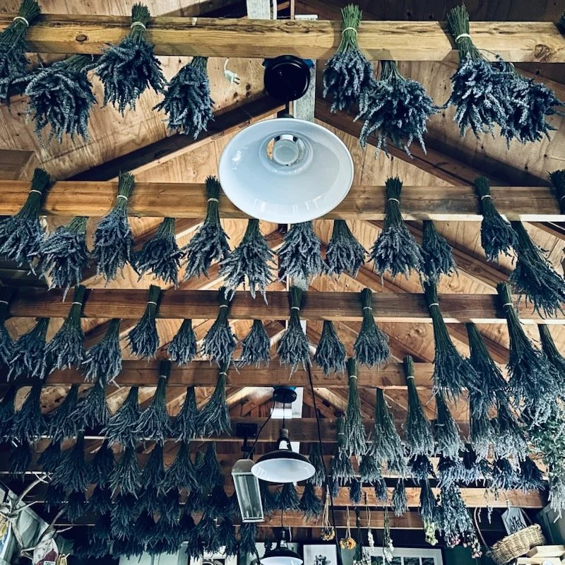 Dried lavender bundles hanging upside down from a wooden barn ceiling in neat rows