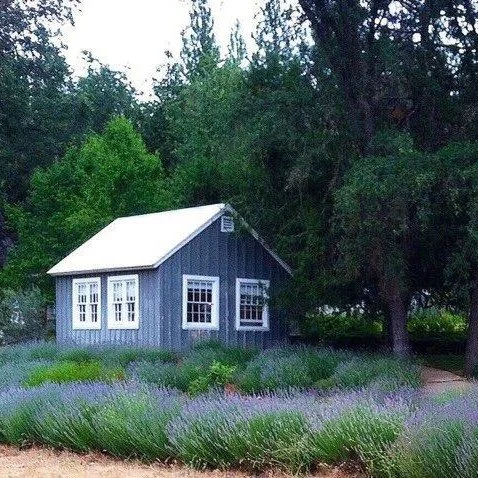 A small gray studio barn surrounded by rows of blooming lavender and tall trees on the farm