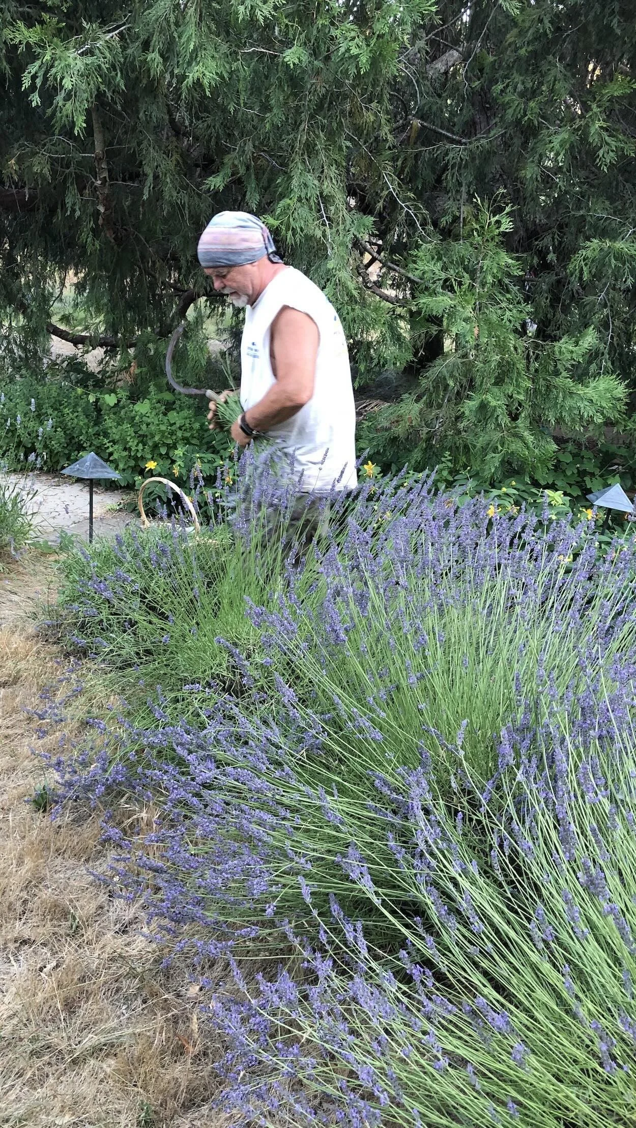 Ron Antone harvesting lavender by hand in a field, leaning into the purple rows on a summer day