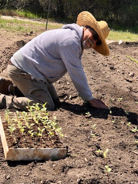 Ron Antone kneeling in freshly turned soil to plant young starts in rows