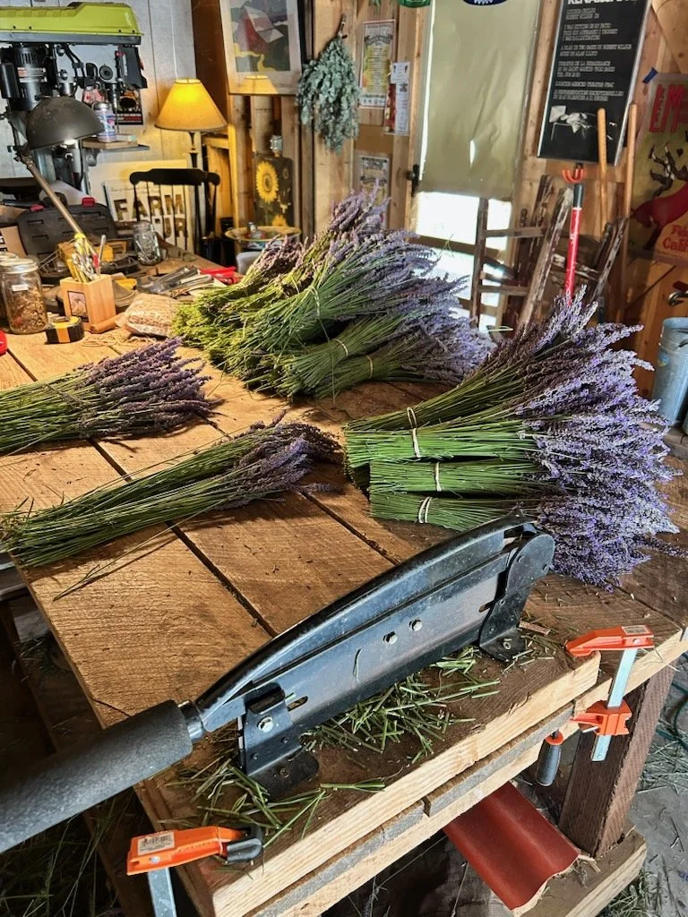 Freshly cut lavender bundles lined up on a wooden workbench with harvesting shears ready for market