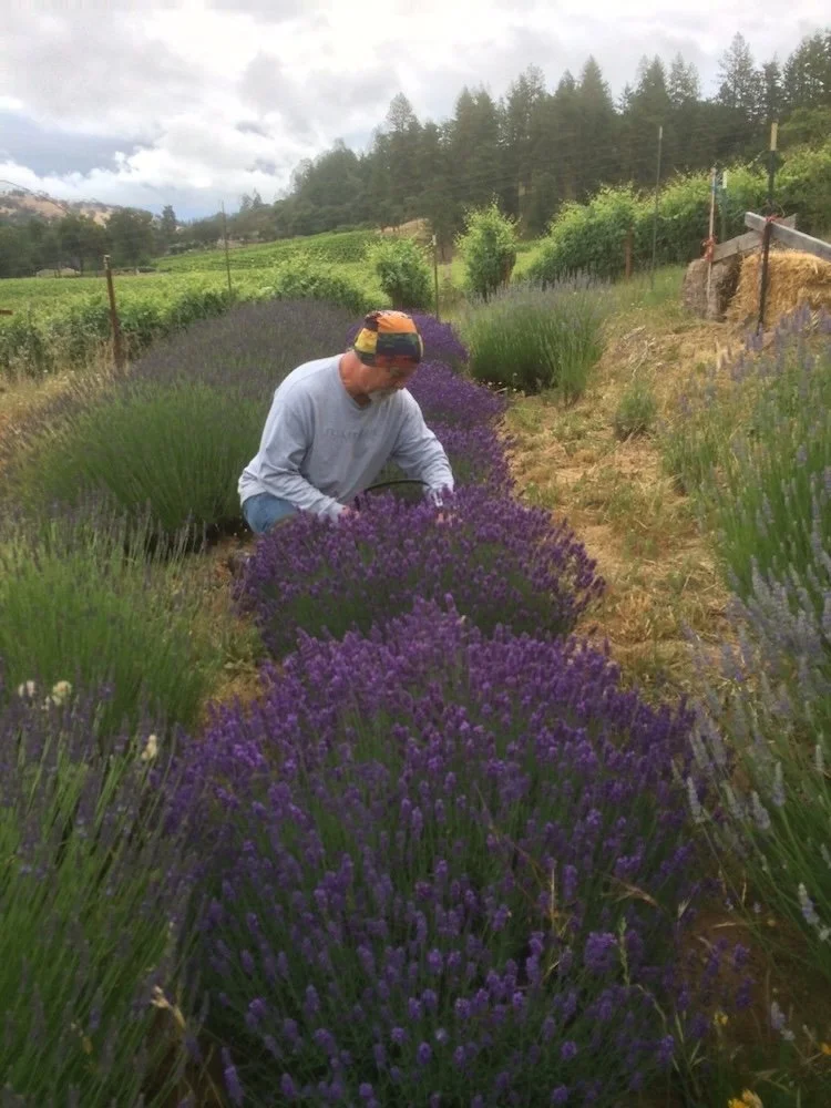 Ron Antone harvesting lavender between deep purple rows with rolling vineyard hills in the background