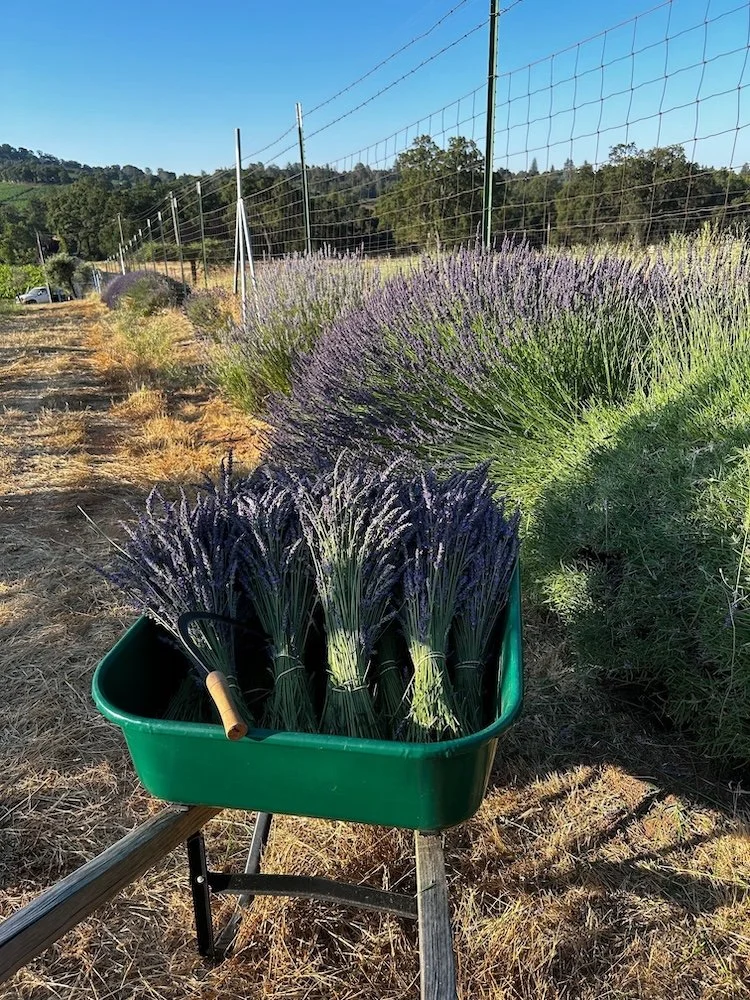 A green wheelbarrow loaded with lavender bundles parked in the field under a clear blue sky
