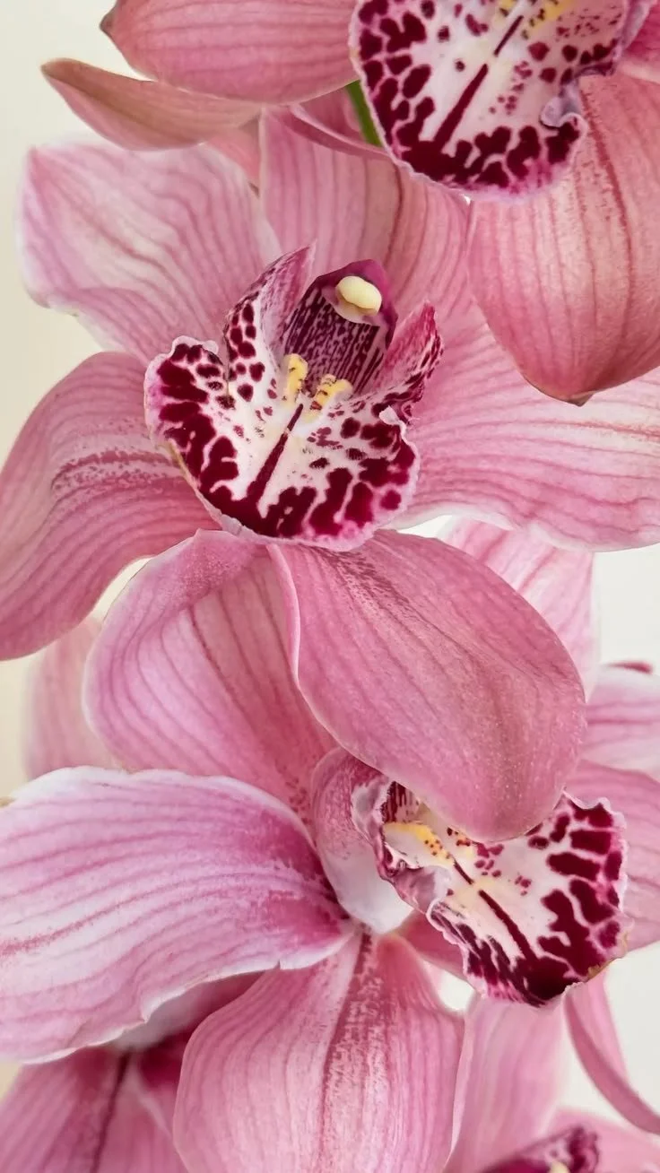 Une close-up d'orchidées roses avec des motifs blancs et rouges au centre.