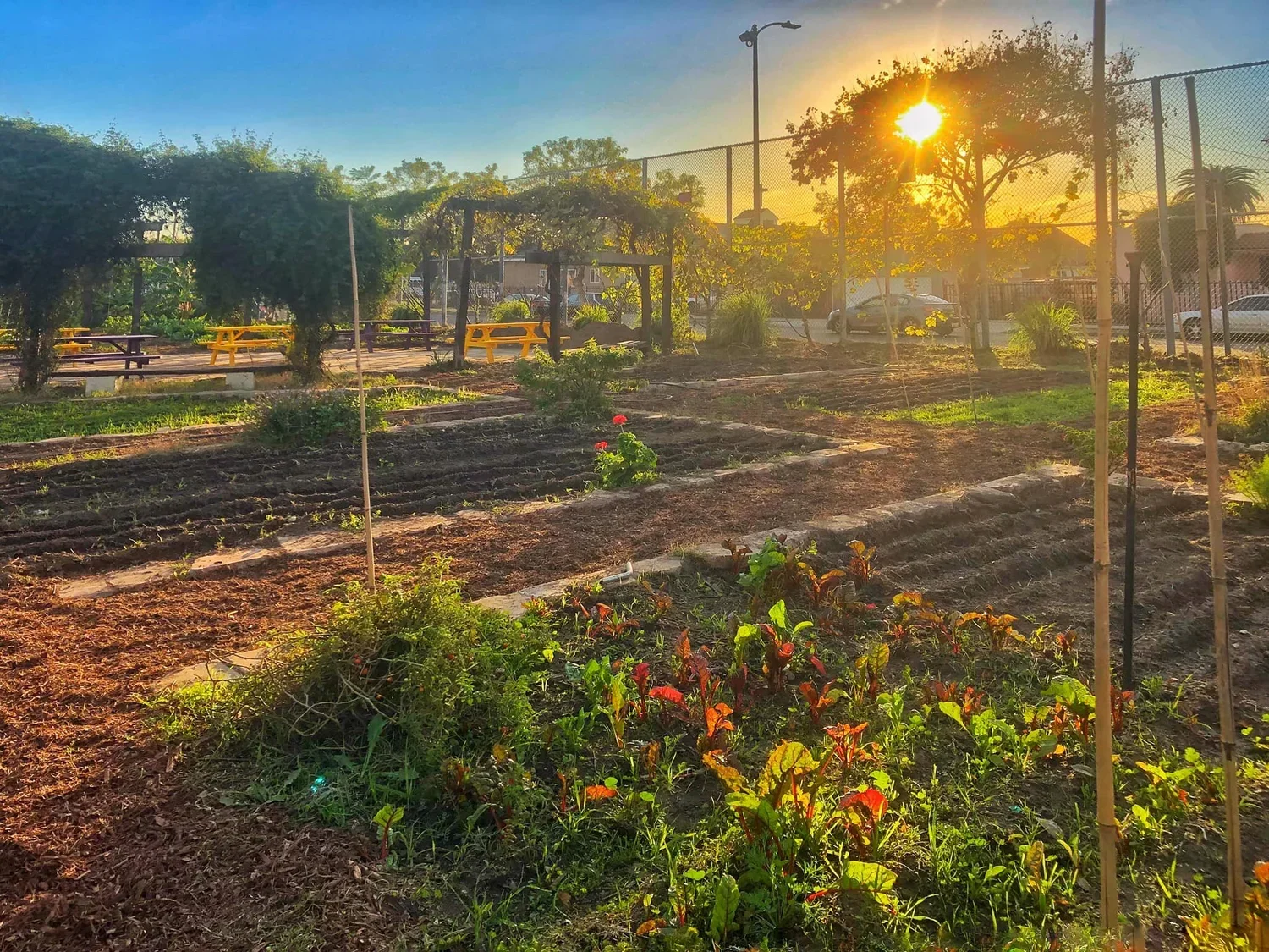 Los Angeles Urban Garden &amp; Neighborhood Food System 