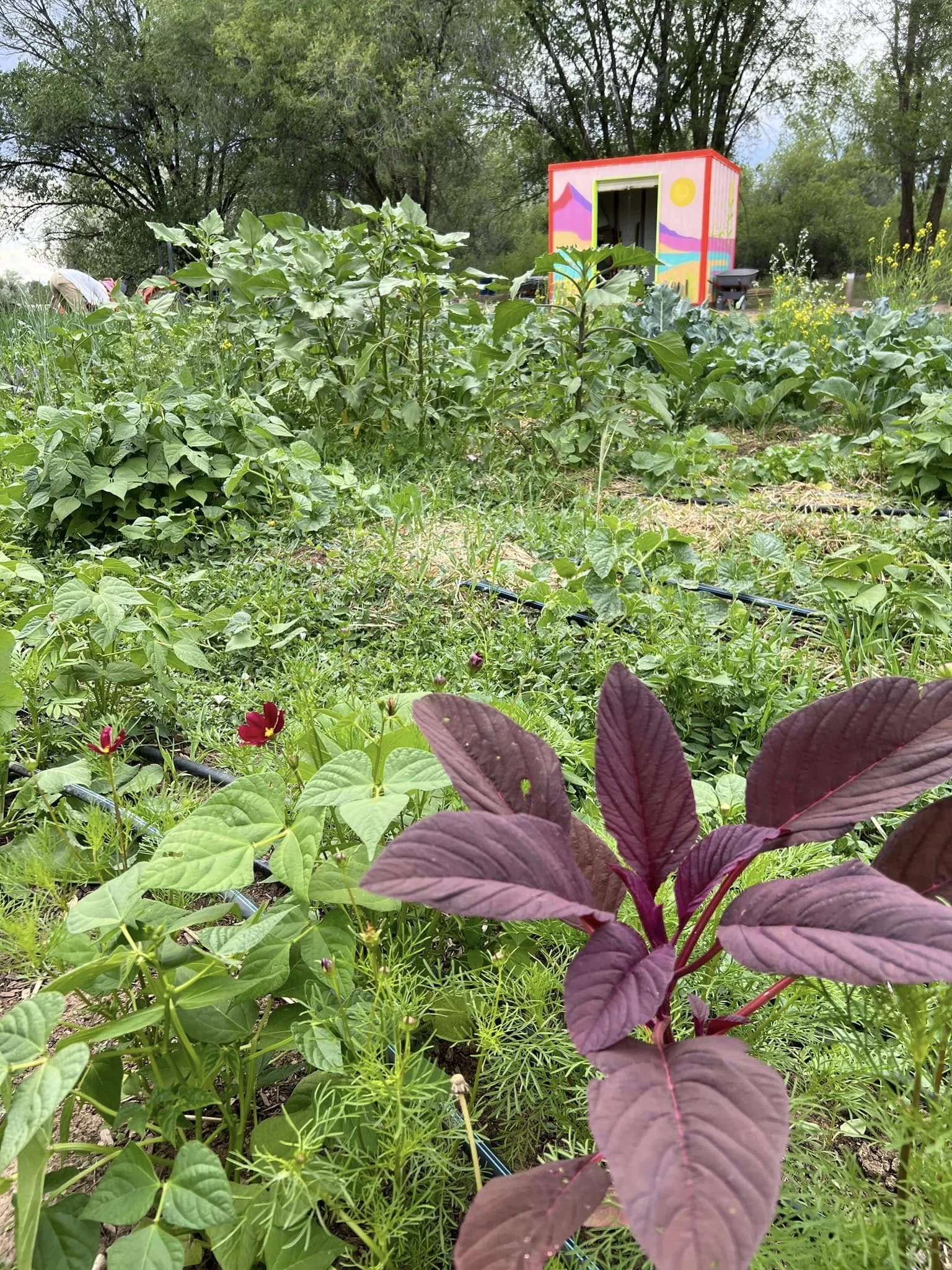 New Mexico Permaculture &amp; Sustainability Projects