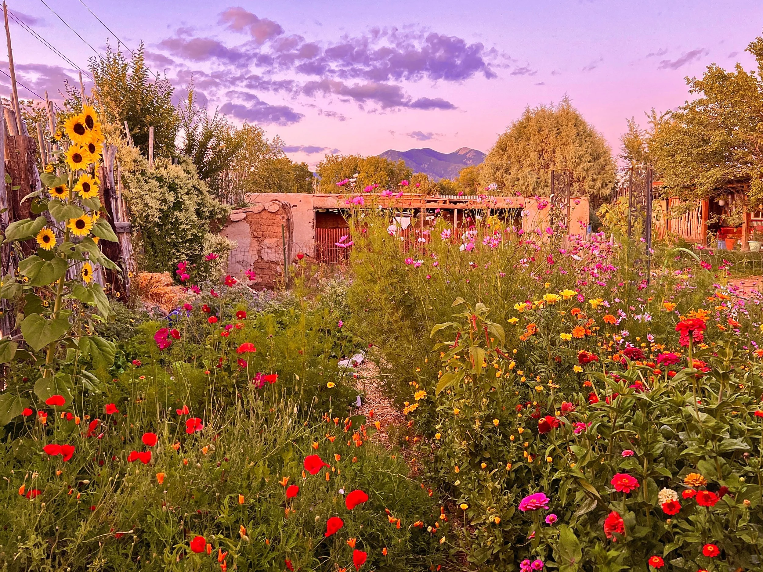 Serpentine Garden Studio &amp; Garden Party Magic