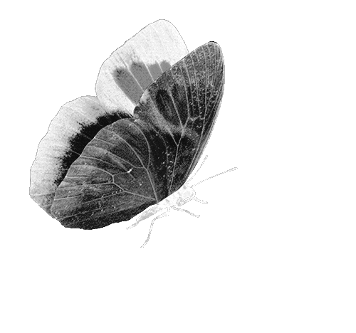 Black and white close-up of a butterfly with its wings partially open.