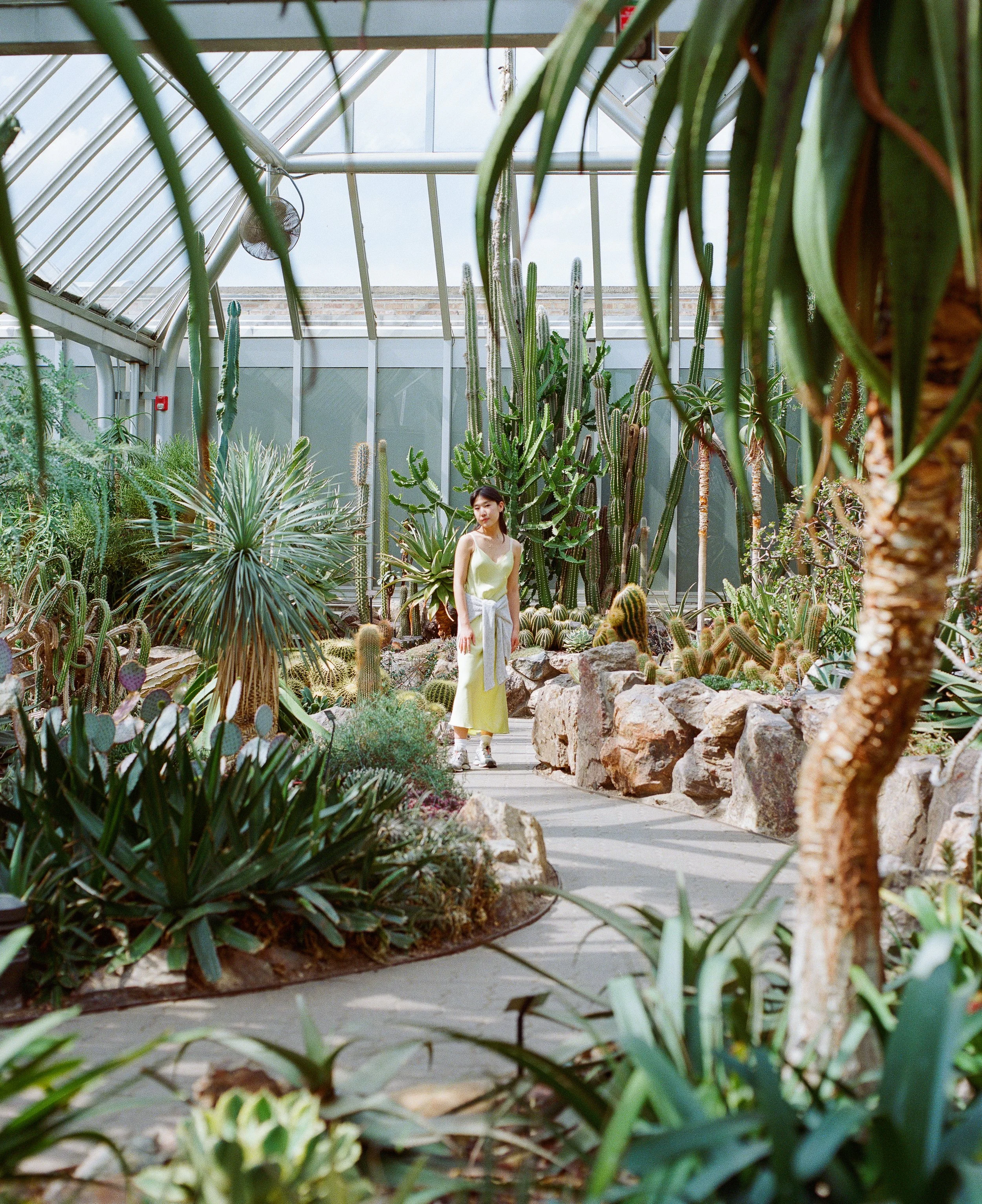 A young woman in a yellow dress stands in a greenhouse filled with various cacti and succulents.