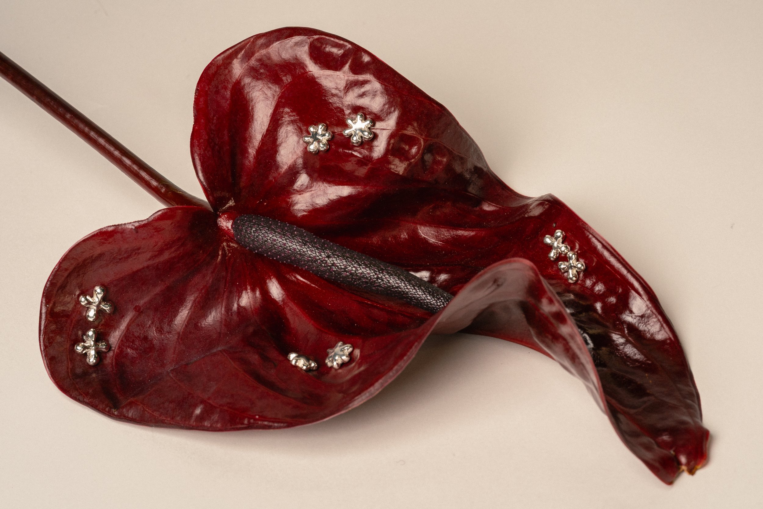 Red anthurium flower with silver decorative charms on its petals and a dark textured spadix against a plain background.