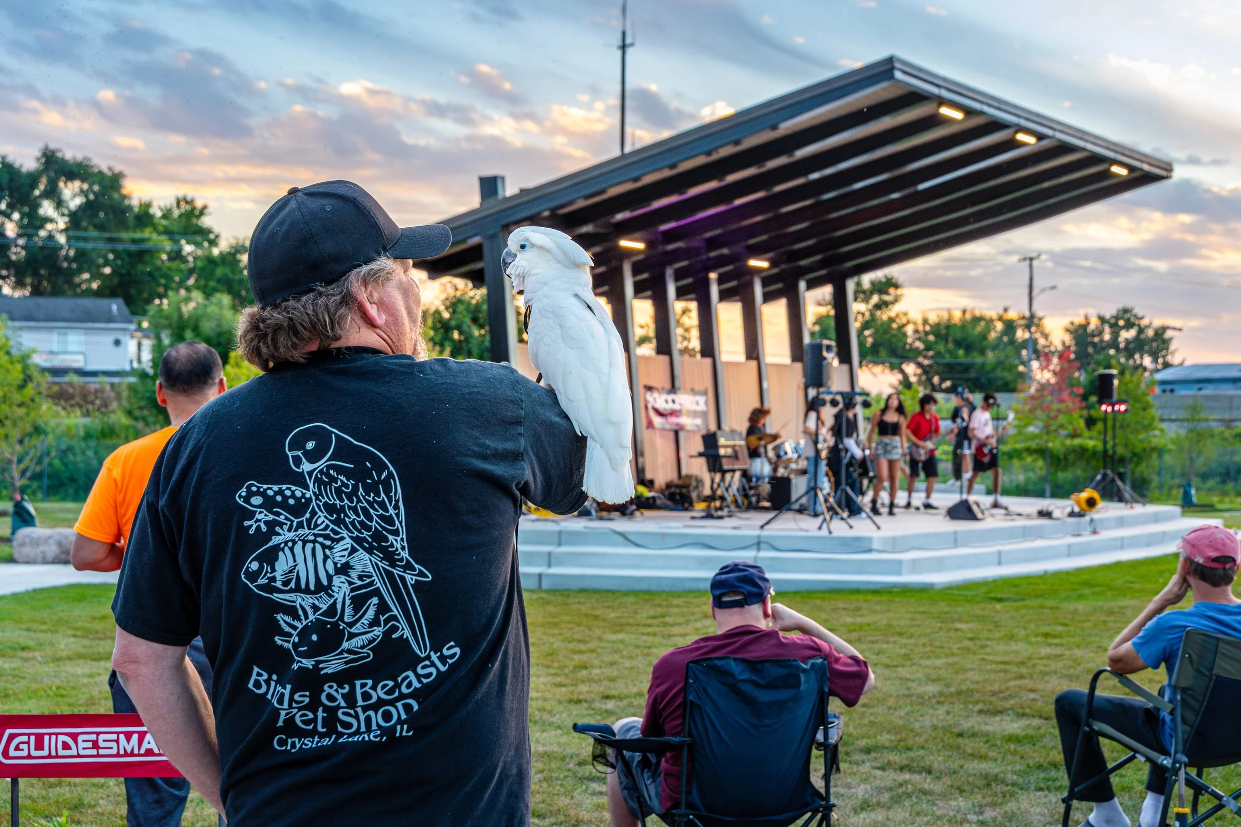 A man with a pet cockatoo on his arm watching a live outdoor performance on a stage at sunset.