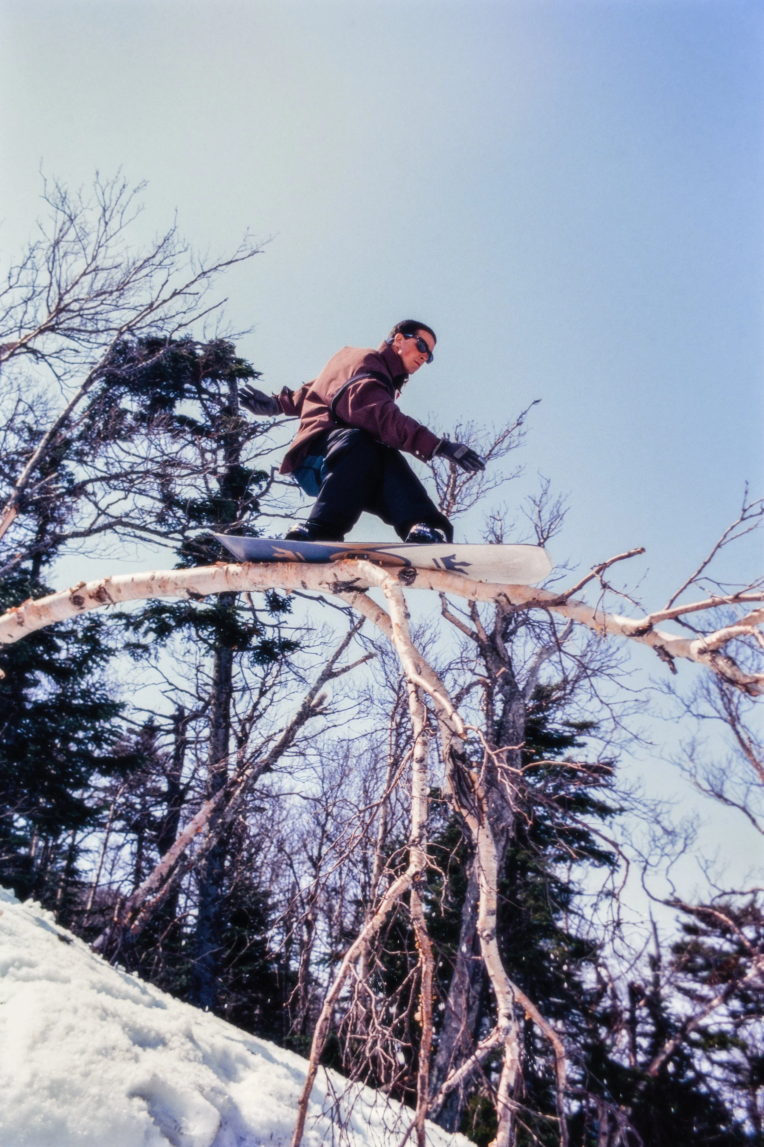 NoahBrandonRainbowTree-2.jpg
