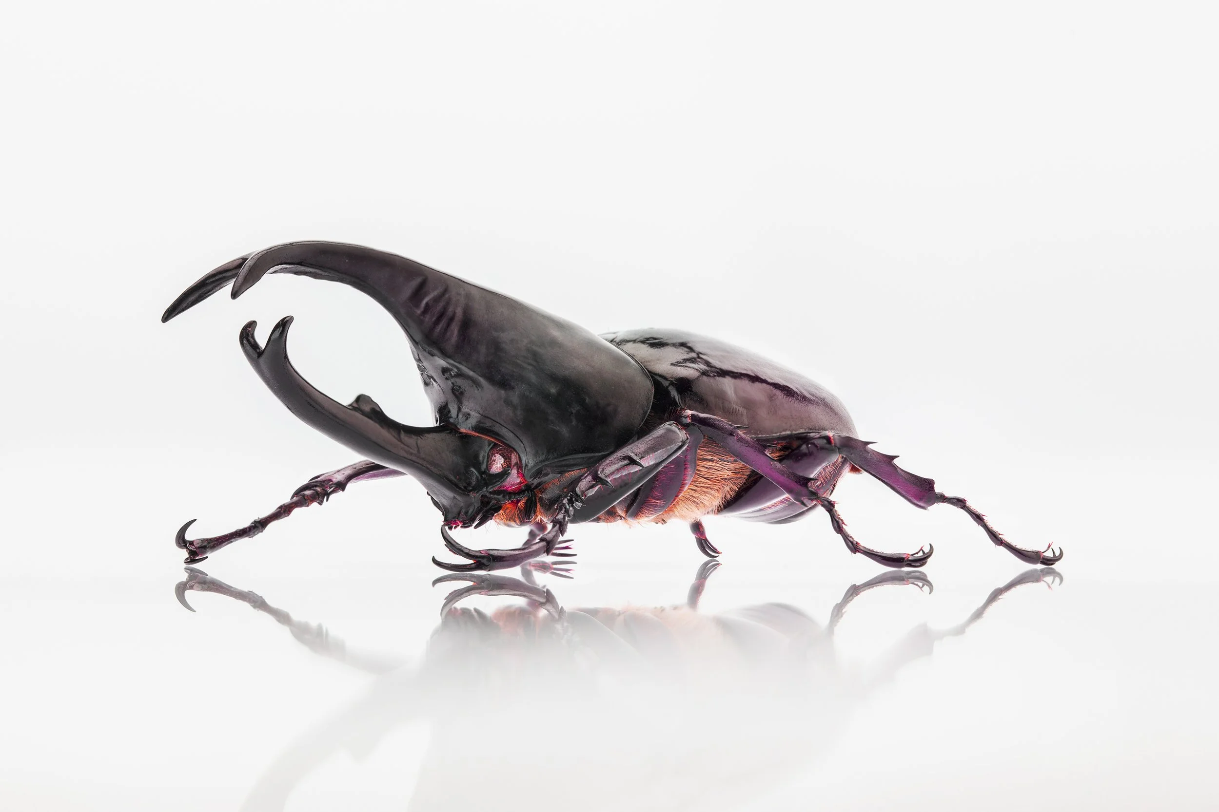 Bugs0231B_PDN.jpg