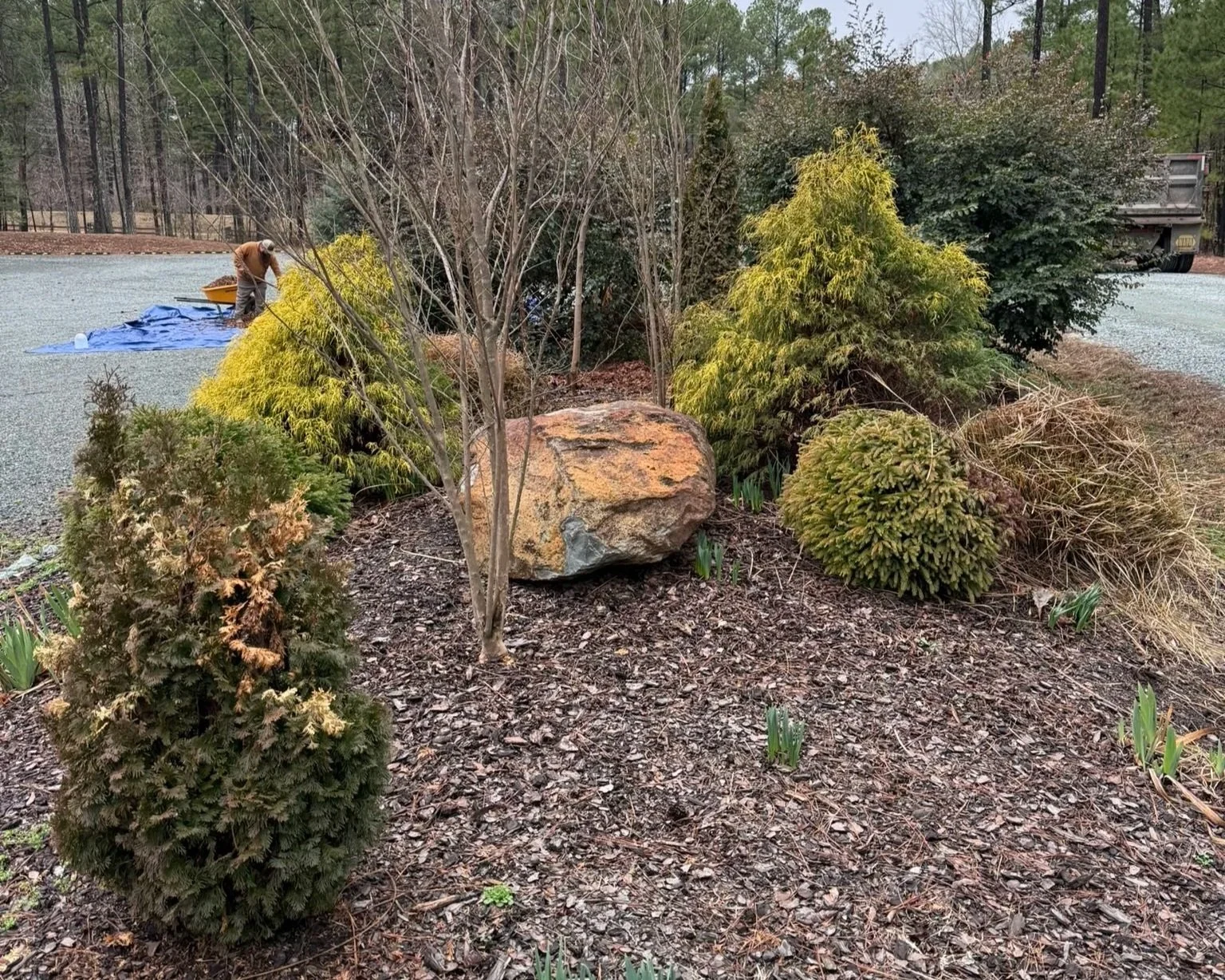 A person is working on a gardening project in a landscaped area with various bushes and trees, a large rock, and a gravel driveway nearby.