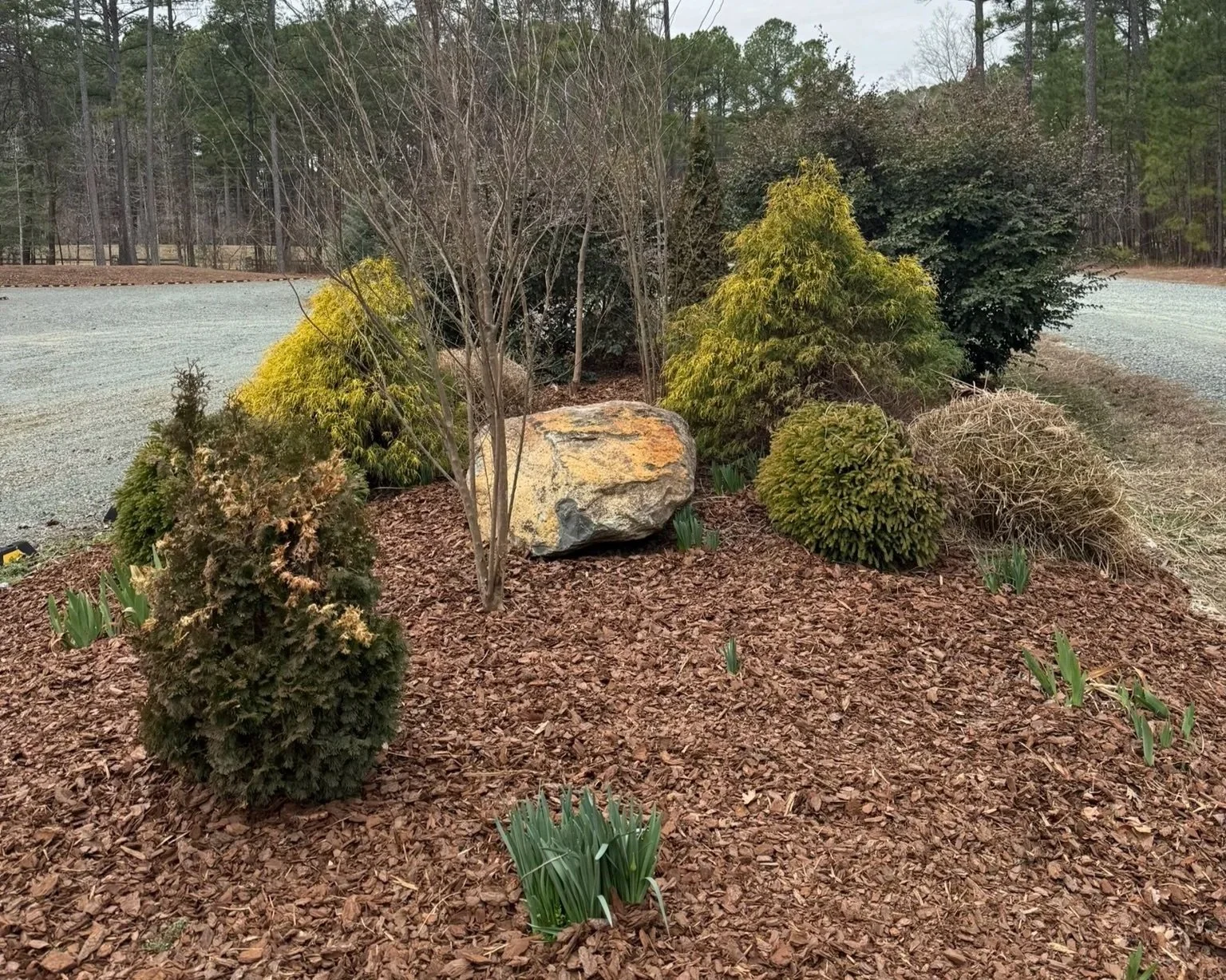A landscaped garden bed with various bushes and small plants, mulched with wood chips, and a large decorative rock in the center. There are small green shoots of plants emerging from the mulch. In the background, there is a gravel road and a forested