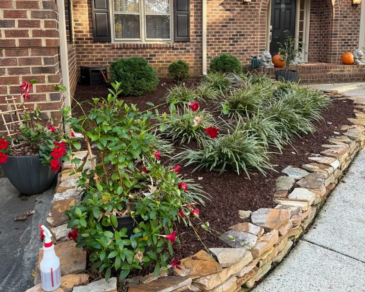 A freshly landscaped garden bed in front of a brick house, with a brick border, containing green shrubs, ornamental grass, and red flowers, with pumpkins and decorative lion head sculptures on the steps at the entrance.