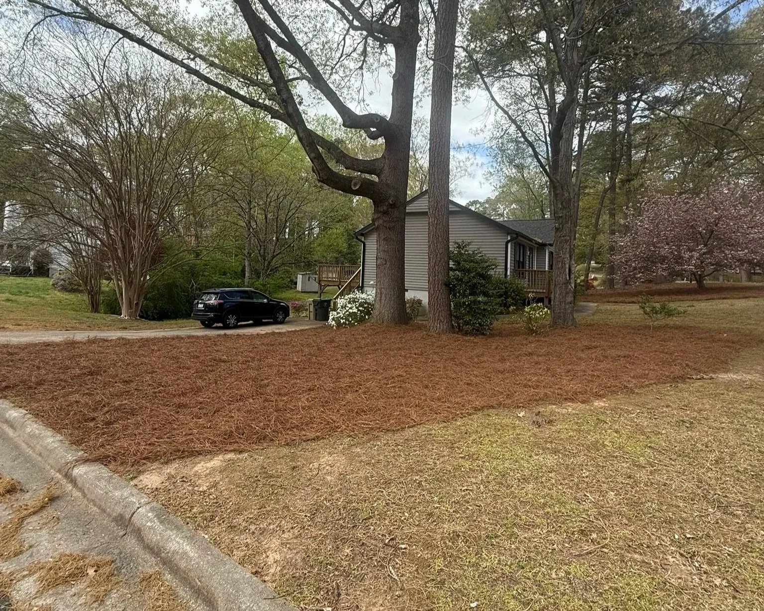 A suburban Garner yard with a large tree, a house with a deck, a car parked on the driveway, and flowering bushes inside freshly spread pine straw during overcast weather.