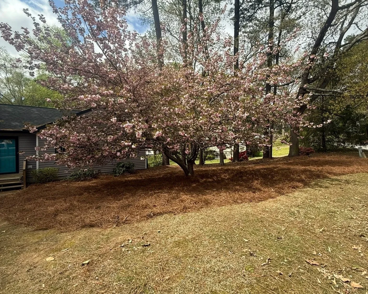 A blooming pink cherry blossom tree in a backyard, with a house and trees in the background, and dry grass in the foreground.