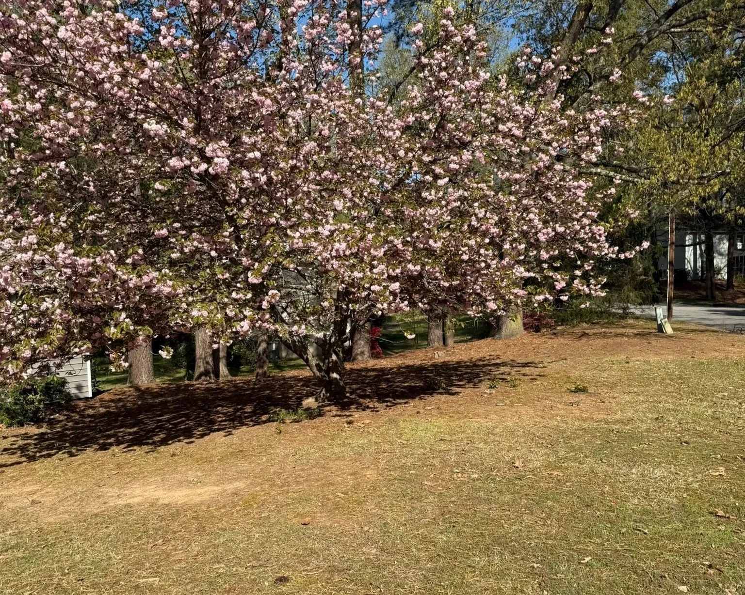 A large pink flowering tree with blossoms in full bloom stands on a grassy area, casting a shadow on the ground, with a clear blue sky in the background.