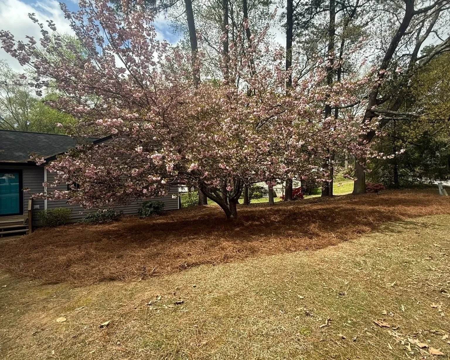 A blossoming pink flowering tree in a yard with a house and tall trees in the background.