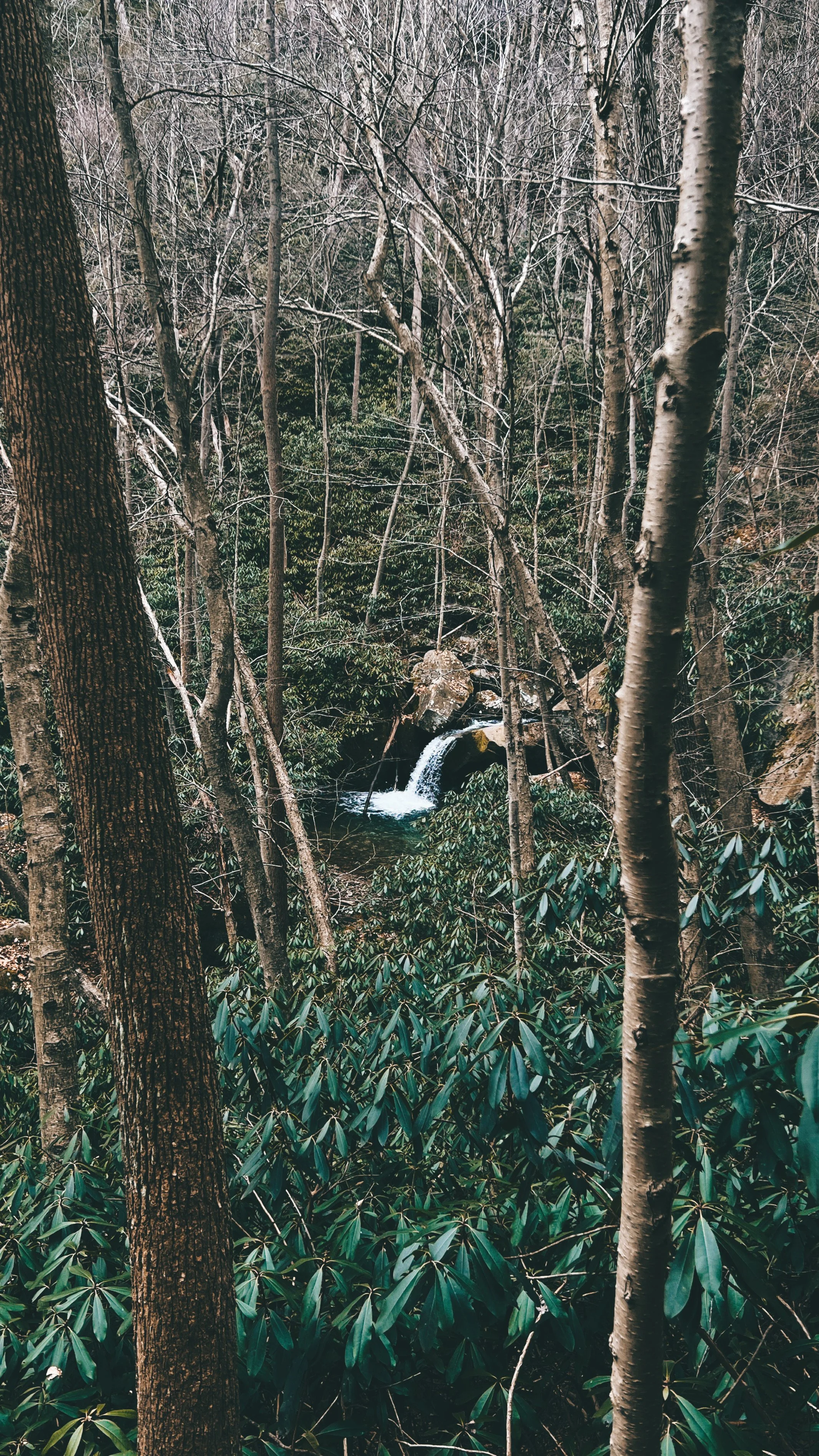 A small waterfall flowing through a lush forested area with slender trees and dense green shrubs.