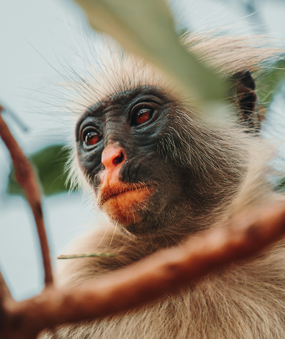 Close-up of a monkey's face, showing detailed facial features and fur, with a background of leaves and sky.