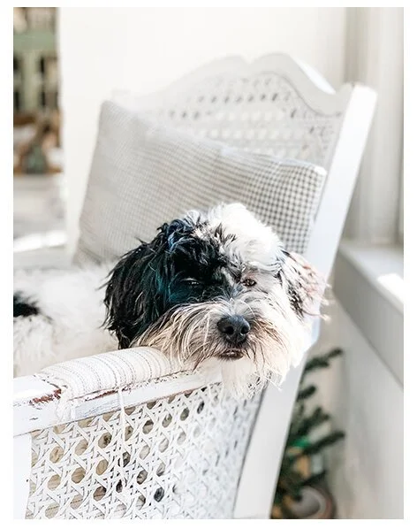 Black and white fluffy dog lounging on a white wicker chair with a patterned cushion, in a sunlit room.
