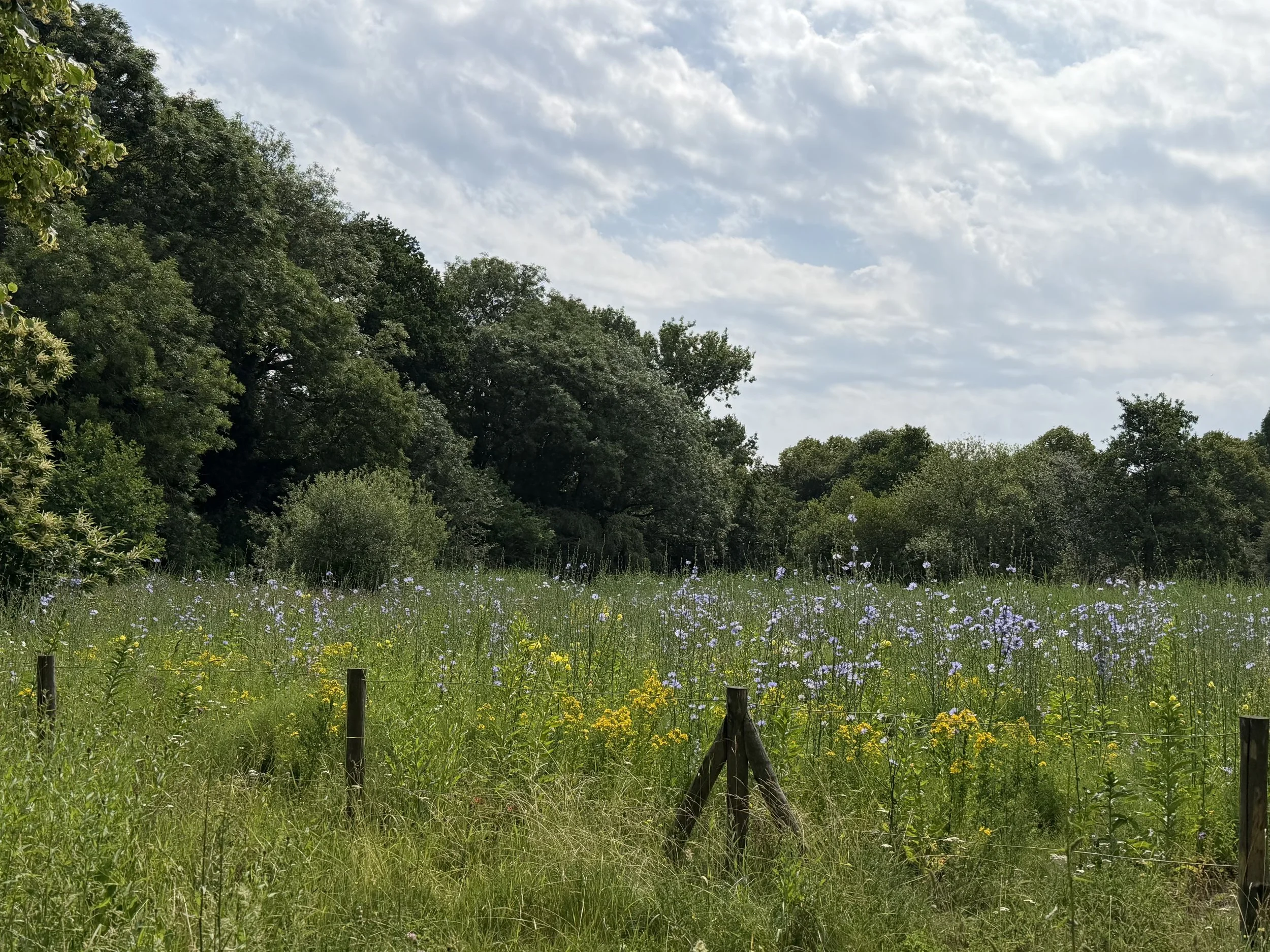 IMG_0220.jpeg