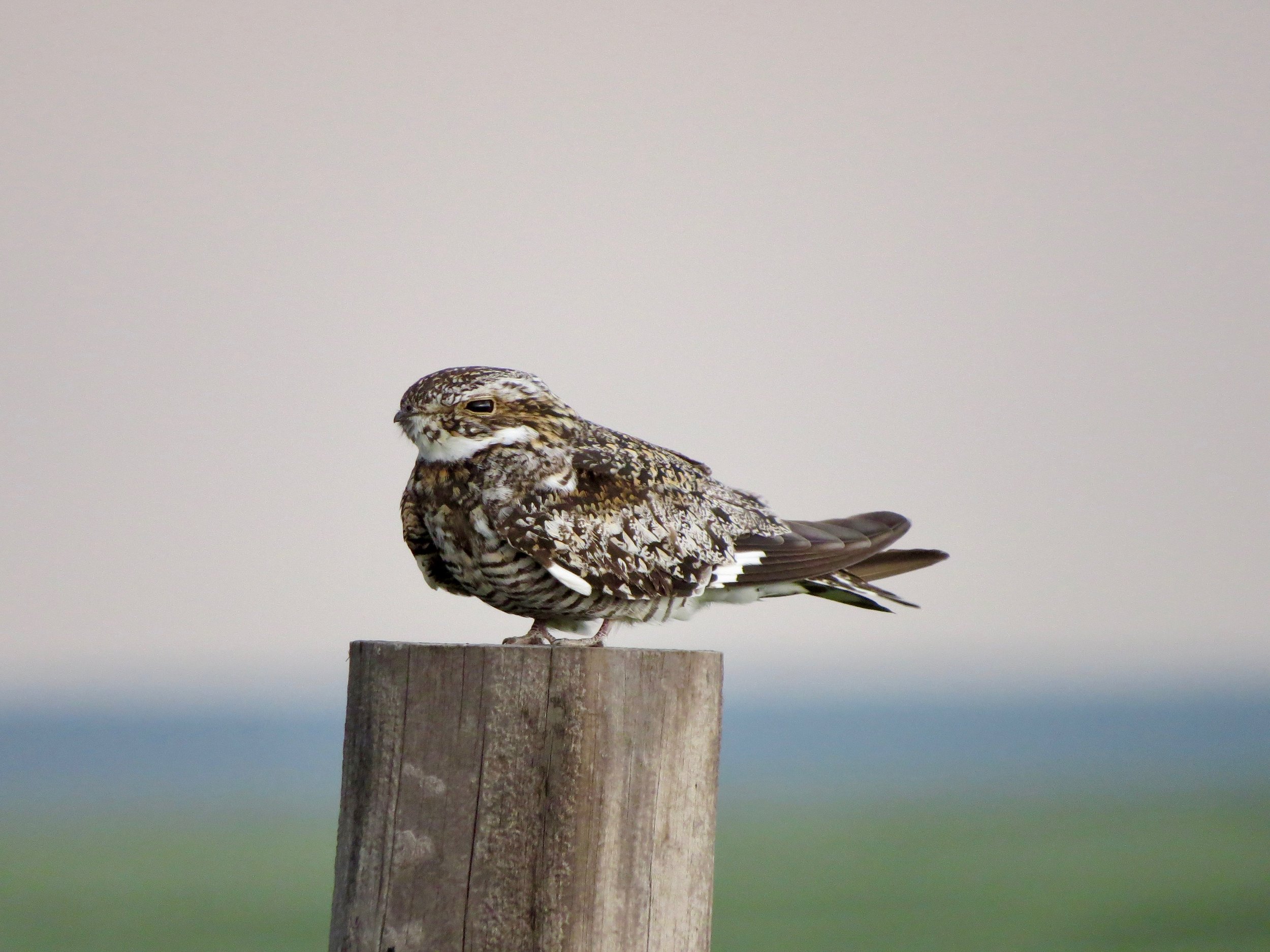 A common Nighthawk with brown and white feathers perched on top of a wooden post.