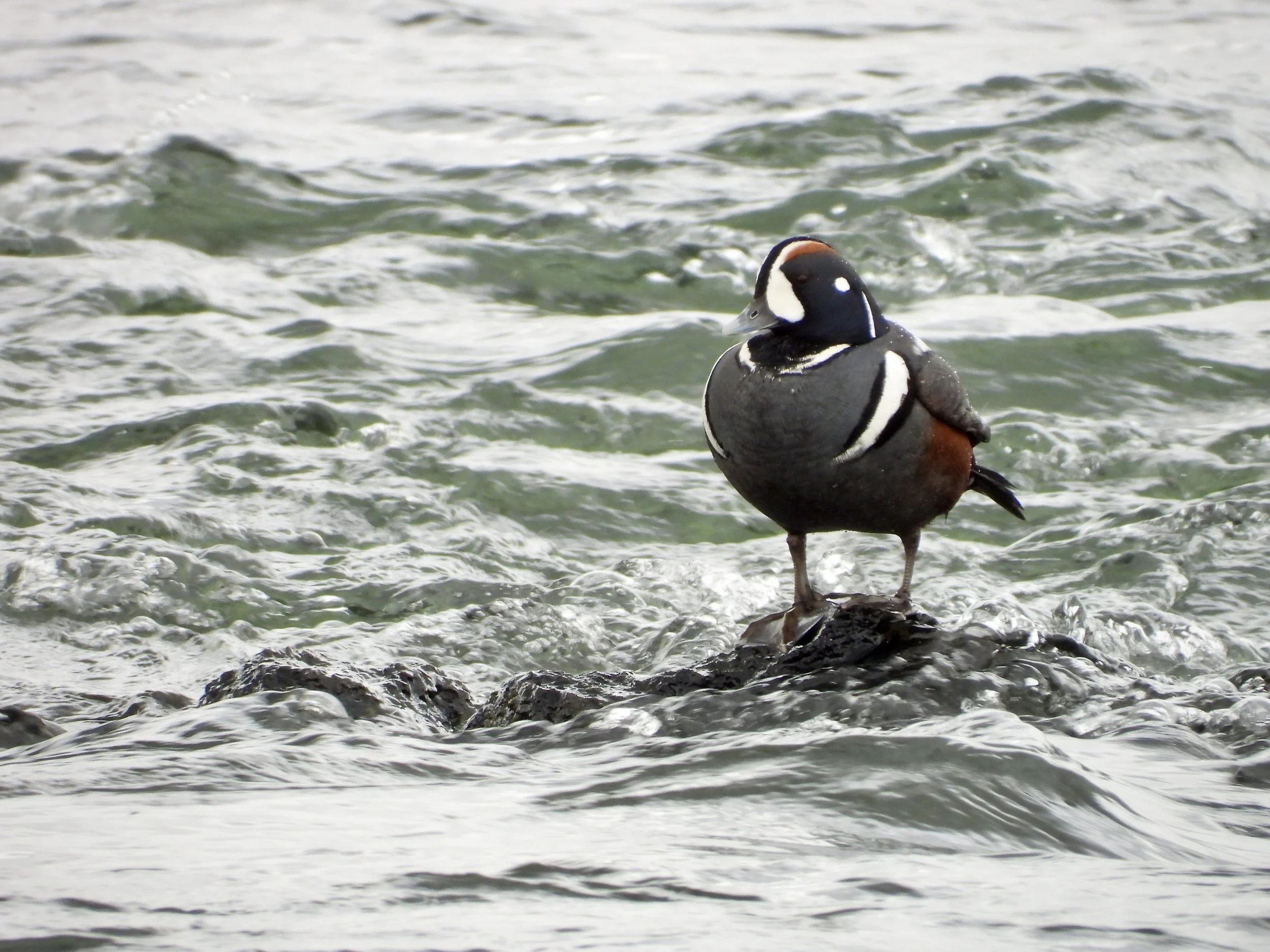 A puffin standing on a rock by the water, with small waves in the background.