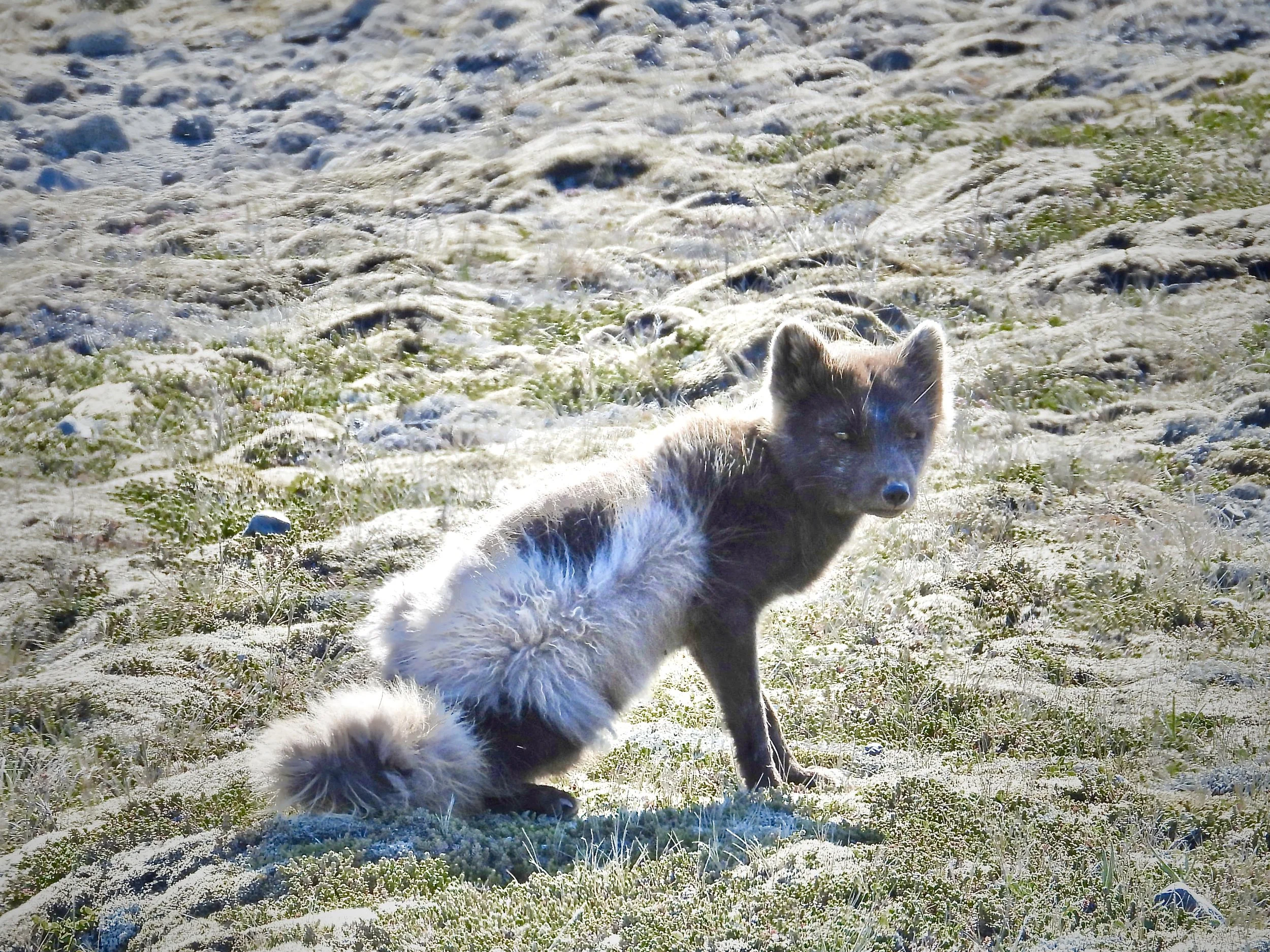 An arctic fox lying on grassy terrain with a mix of small rocks and moss, with sunlight illuminating the scene.