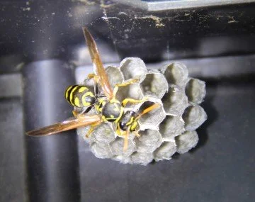 Wasps Are Not Just a Nuisance for Businesses in Aurora