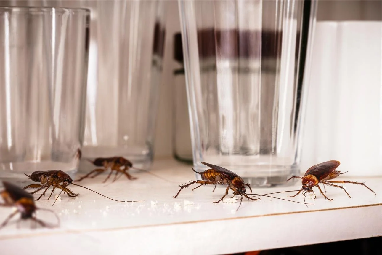 German Cockroach Activity Is Increasing in Aurora: What Residents and Property Managers Should Know