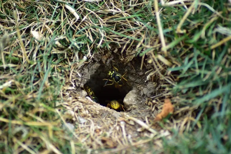 Close-up view of a bee and a wasp near the entrance of a small underground burrow in grass.