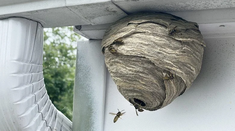 A wasp nest attached to the corner of a house's soffit, with several wasps flying around it.