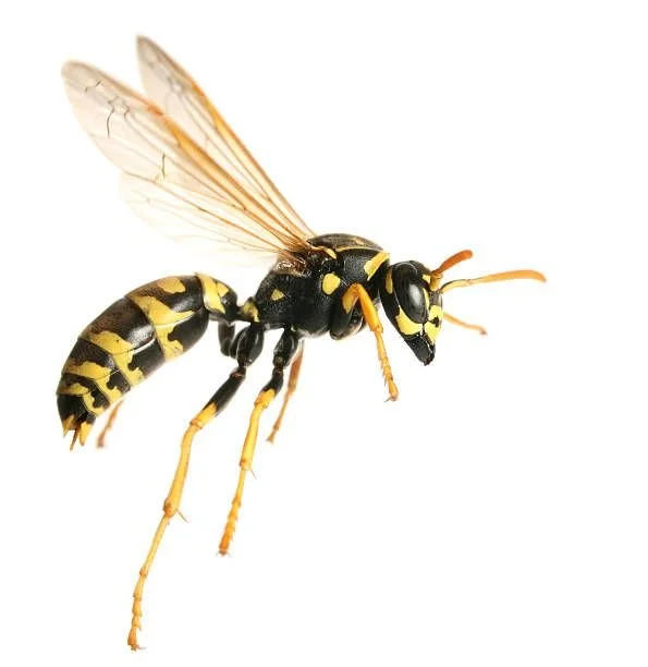 A close-up of a wasp with yellow and black markings, translucent wings, and orange antennae against a white background.