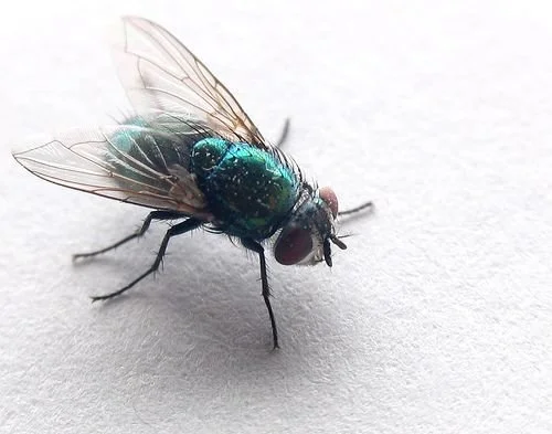 Close-up of a metallic green fly with red eyes on a white surface.