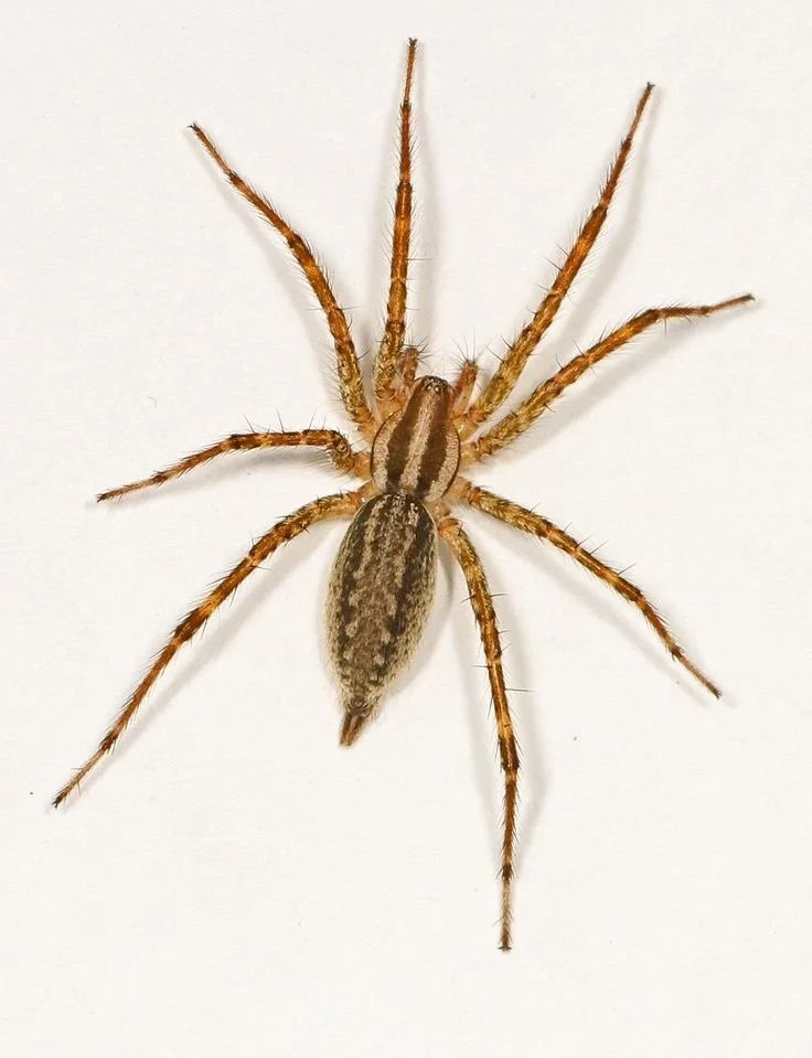 A close-up of a spider with brown and black striped markings on its abdomen, eight long legs, and a fuzzy body, on a white background.