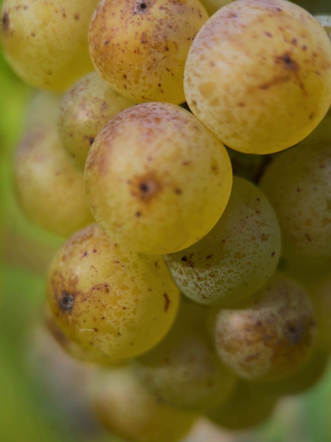 Close-up of a cluster of yellow grapes with some brown spots.