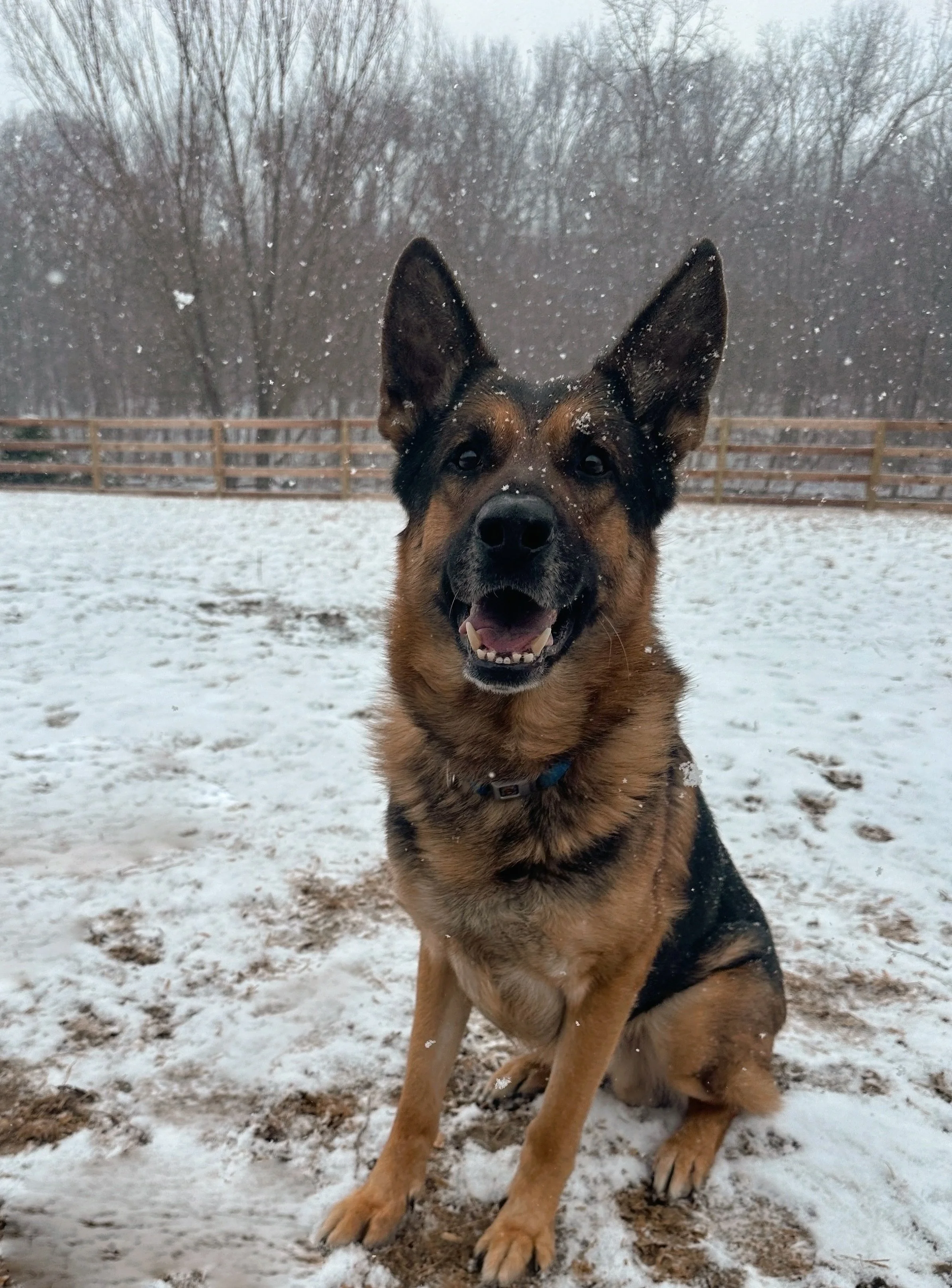 A happy German Shepherd dog sitting outdoors in a snow-covered yard, with snow falling around and a wooden fence in the background.