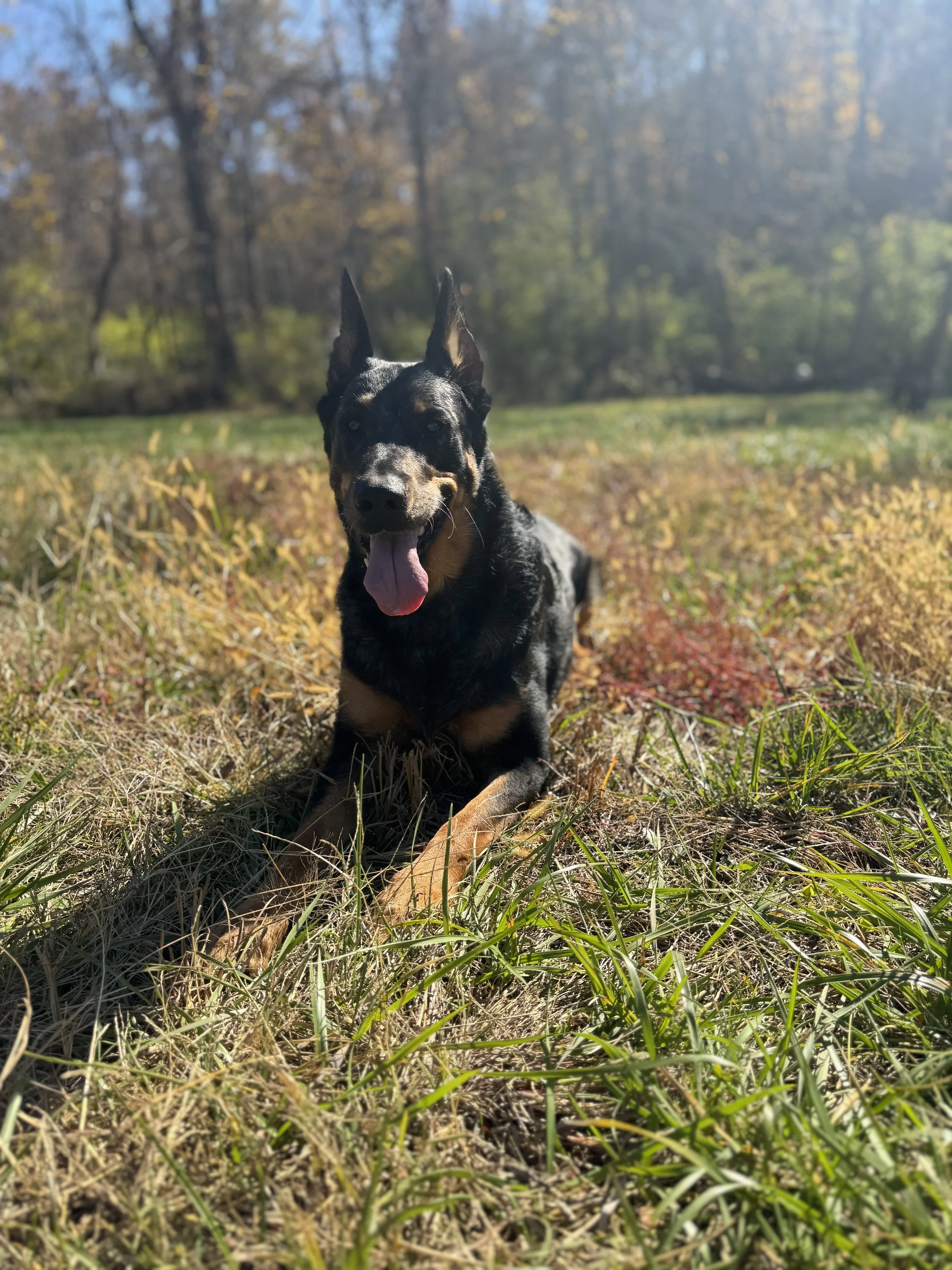 A cheerful black and tan dog, possibly a German Shepherd mix, lying on the grass in a sunlit outdoor setting with trees in the background, with its tongue hanging out.