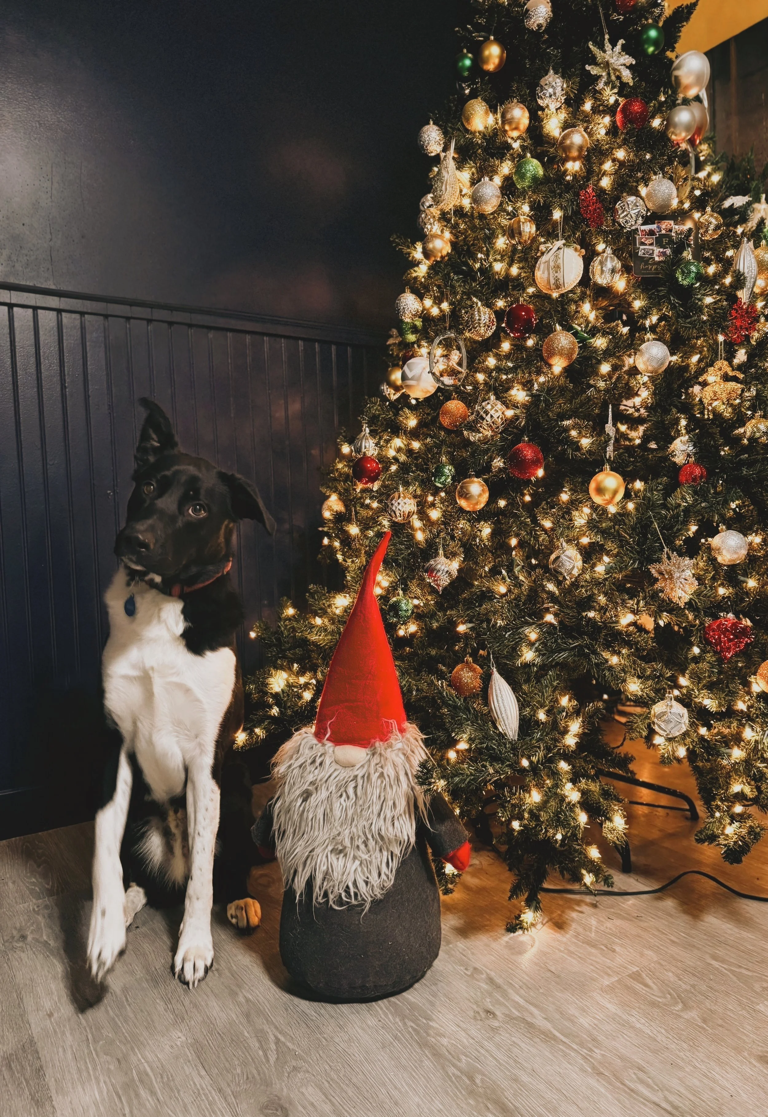 A decorated Christmas tree with lights and ornaments, a black and white dog sitting beside a Christmas gnome with a red hat, against a dark wall and wooden floor.