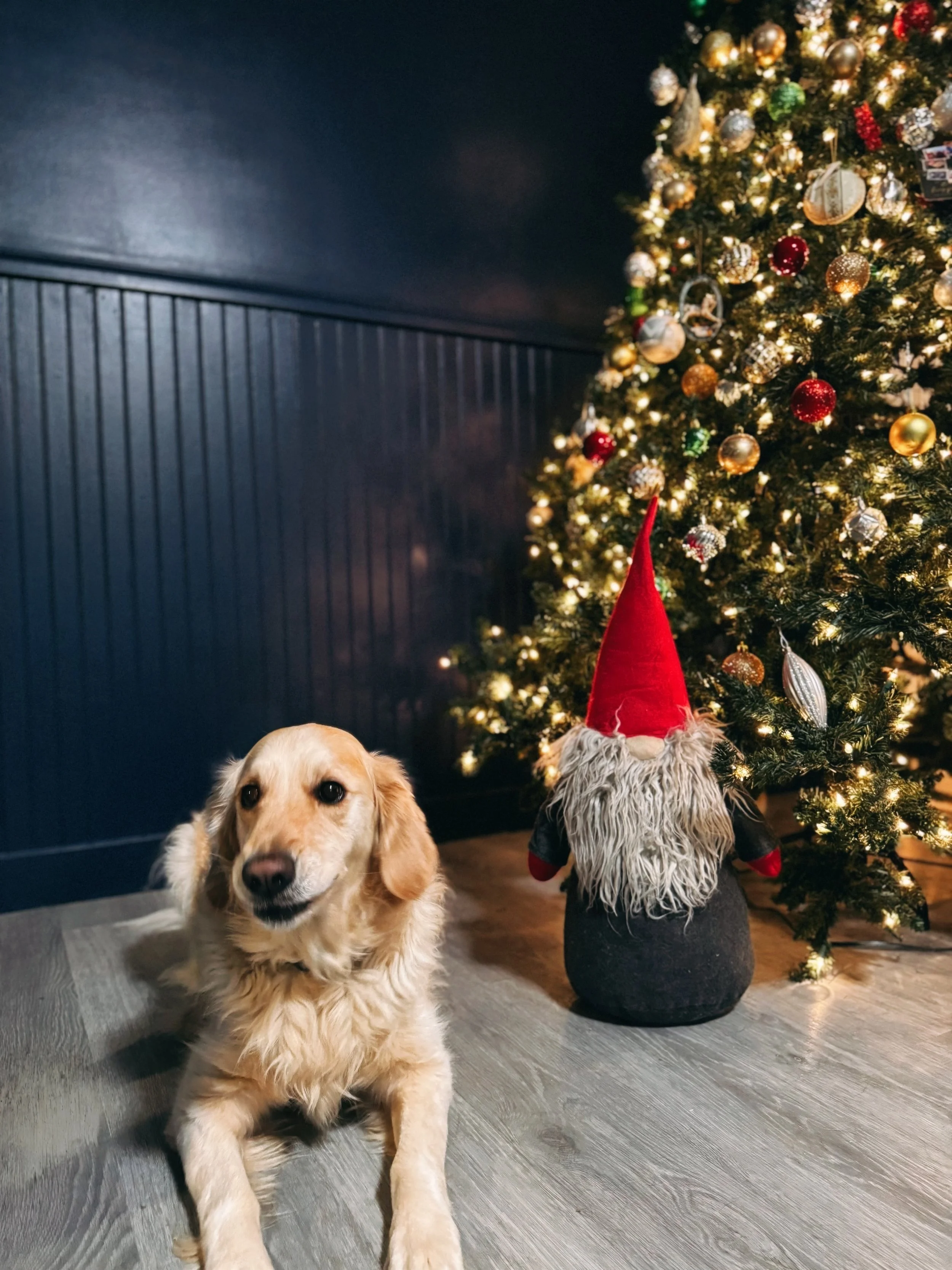 Gold retriever dog lying on floor next to a Christmas tree decorated with lights and ornaments, and a plush Santa figurine with a red hat and white beard.
