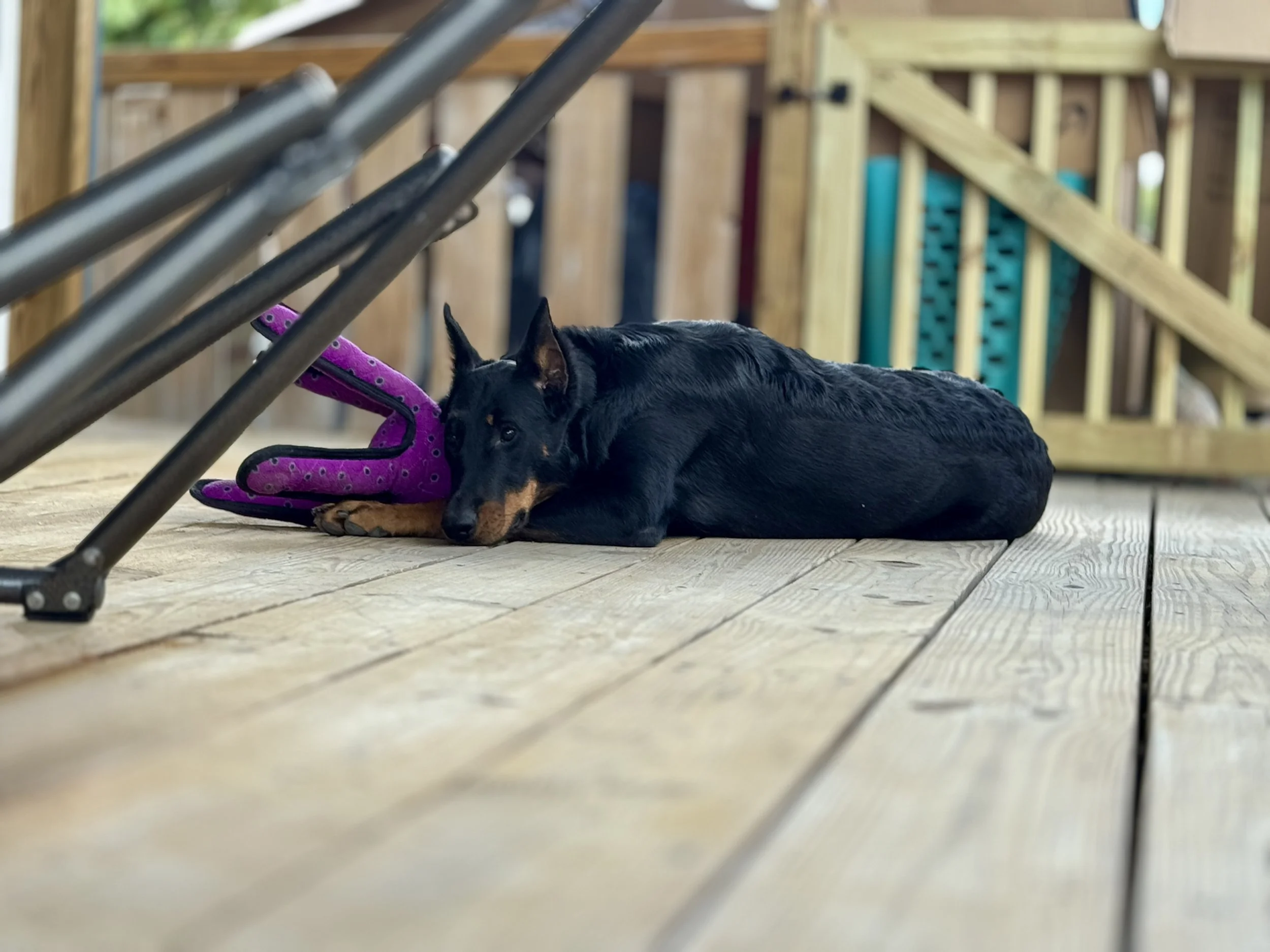 Black and tan dog lying on wooden deck floor next to a purple plush toy, under table with metal legs, with a wooden staircase in the background.