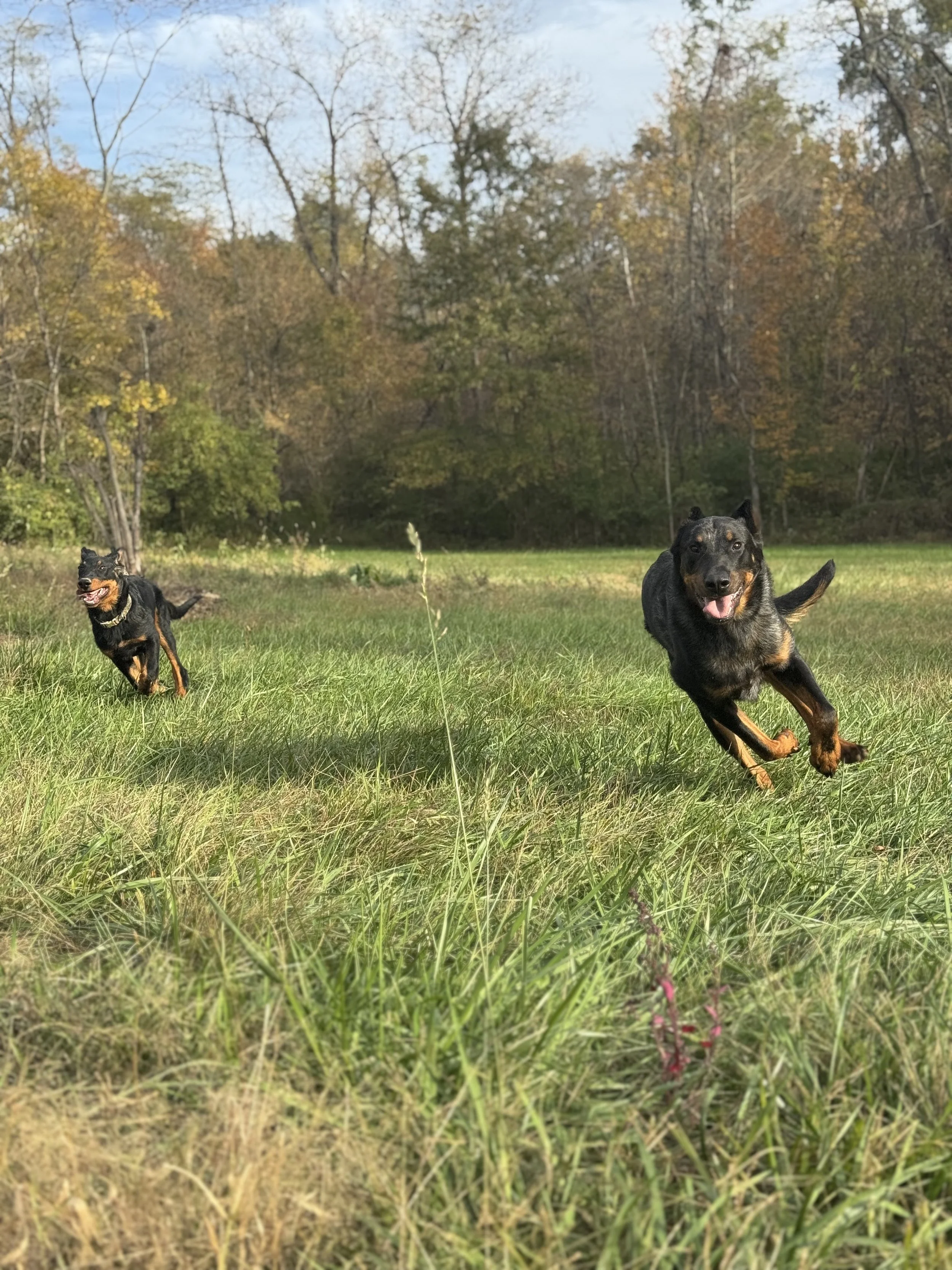 Two dogs running across a grassy field with trees showing autumn foliage in the background
