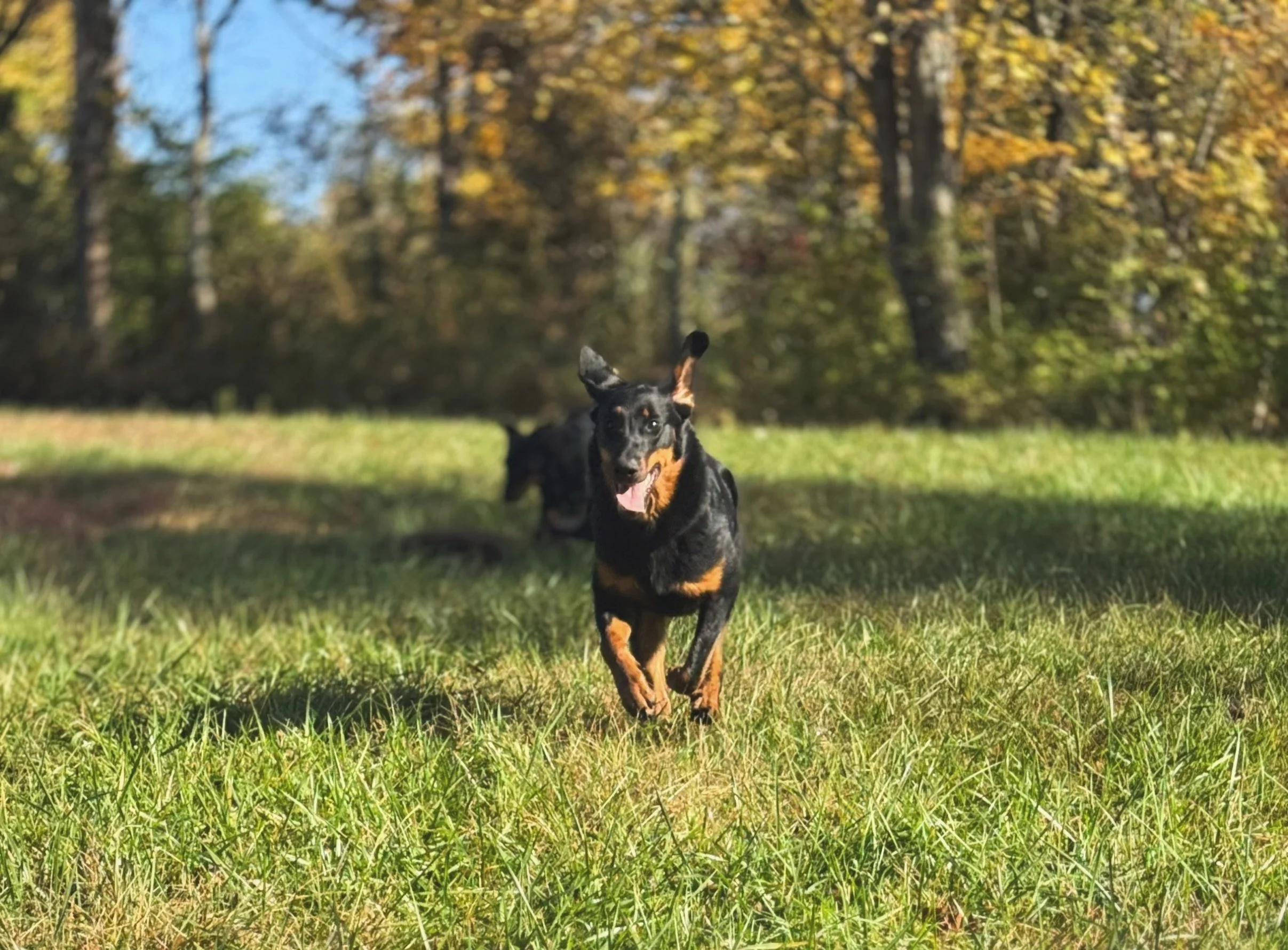 Young black and tan dog running towards the camera in a grassy field with trees in the background, on a sunny day.