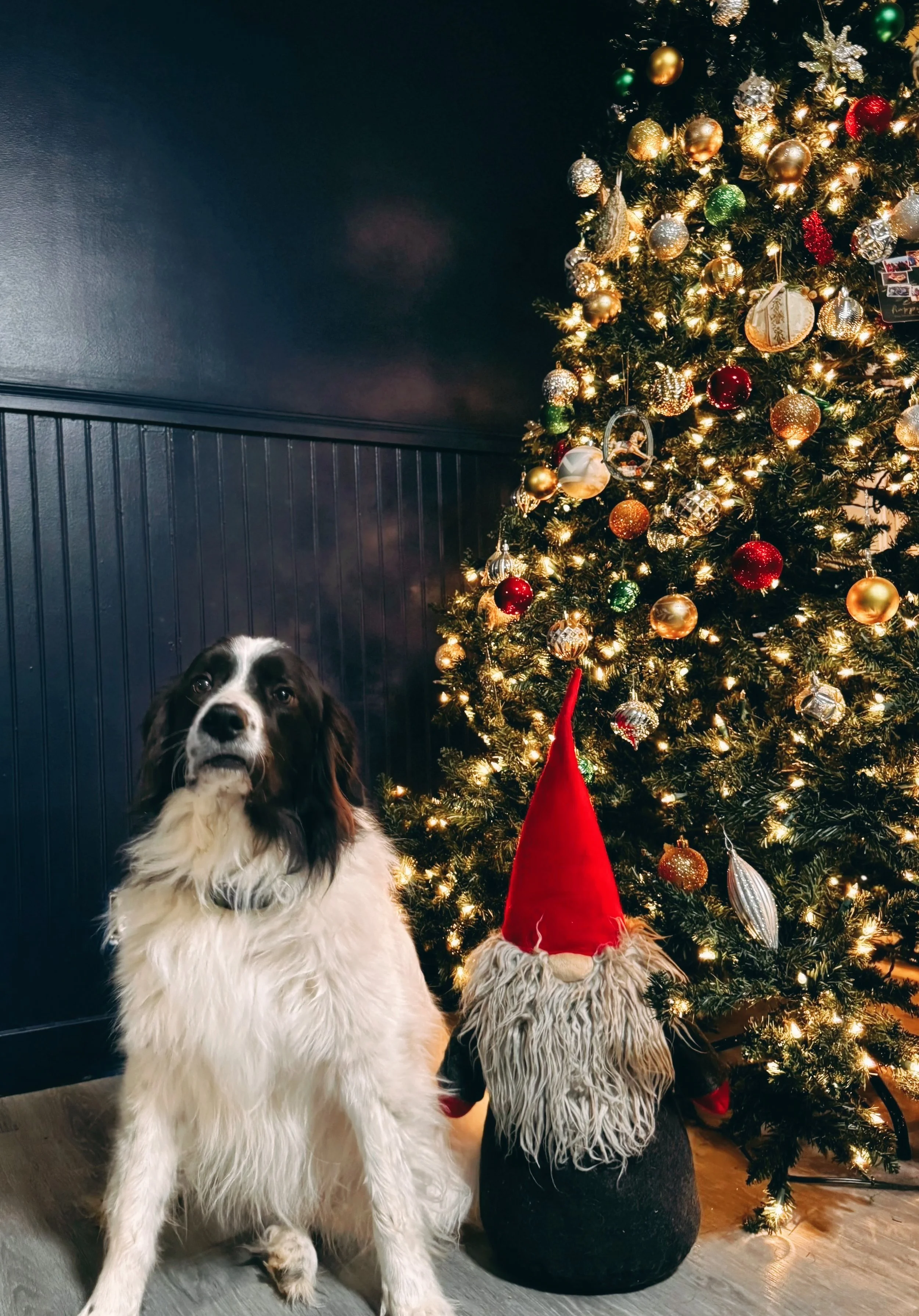 A black and white dog sitting next to a Christmas tree decorated with lights and ornaments, with a festive gnome decoration with a red hat and long beard in front of the tree.