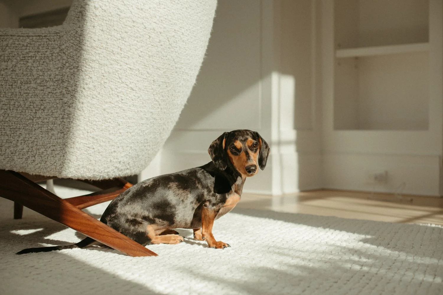 The family member you should never leave out of your photo session