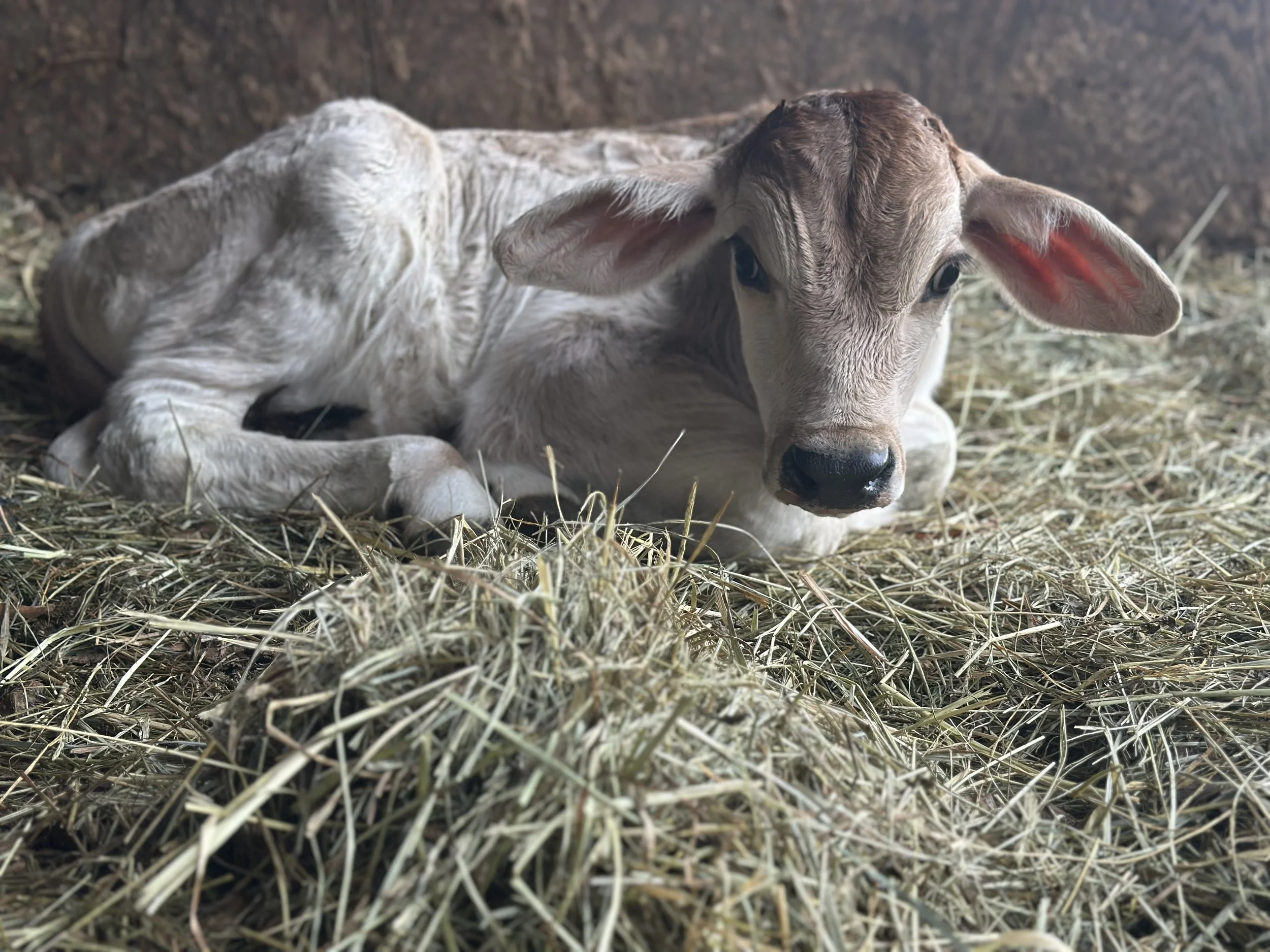 A young calf with light-colored fur, lying down on hay inside a barn, looking at the camera.