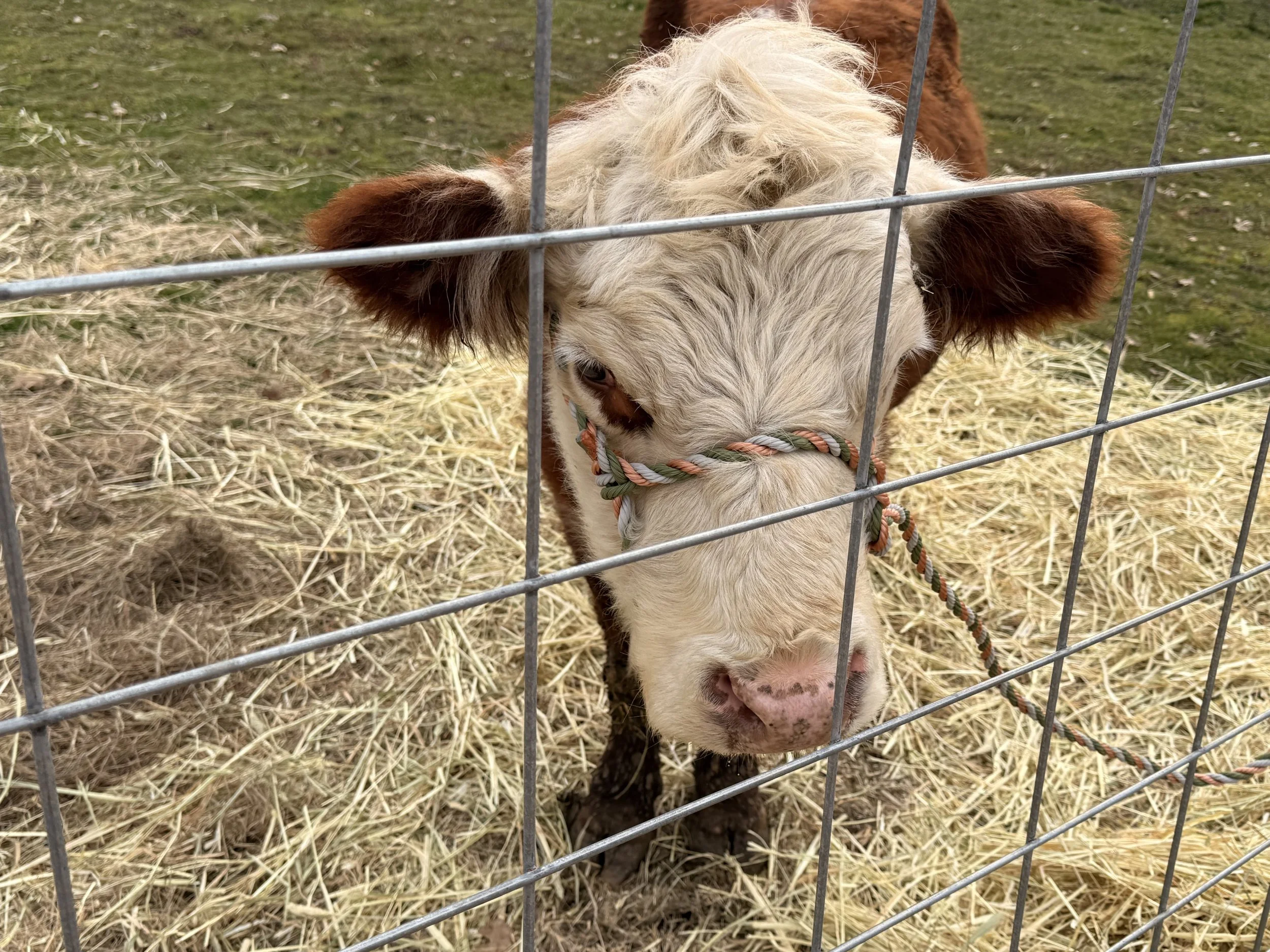 A 6 year old Mini Hereford in a multicolored rope around its nose standing behind a wire fence in a hay-covered area.